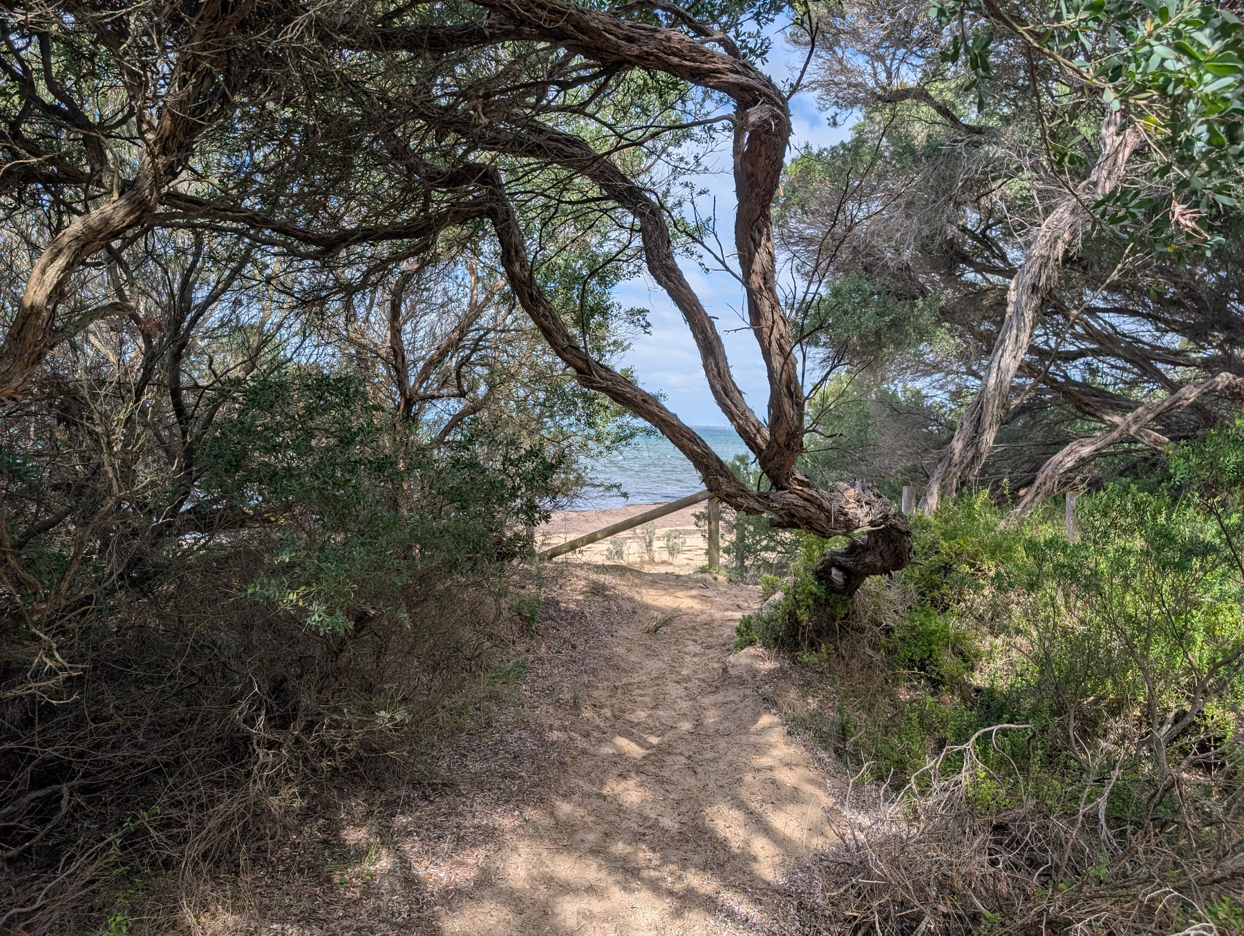A sandy path surrounded by lush greenery leads to a view of the ocean.
