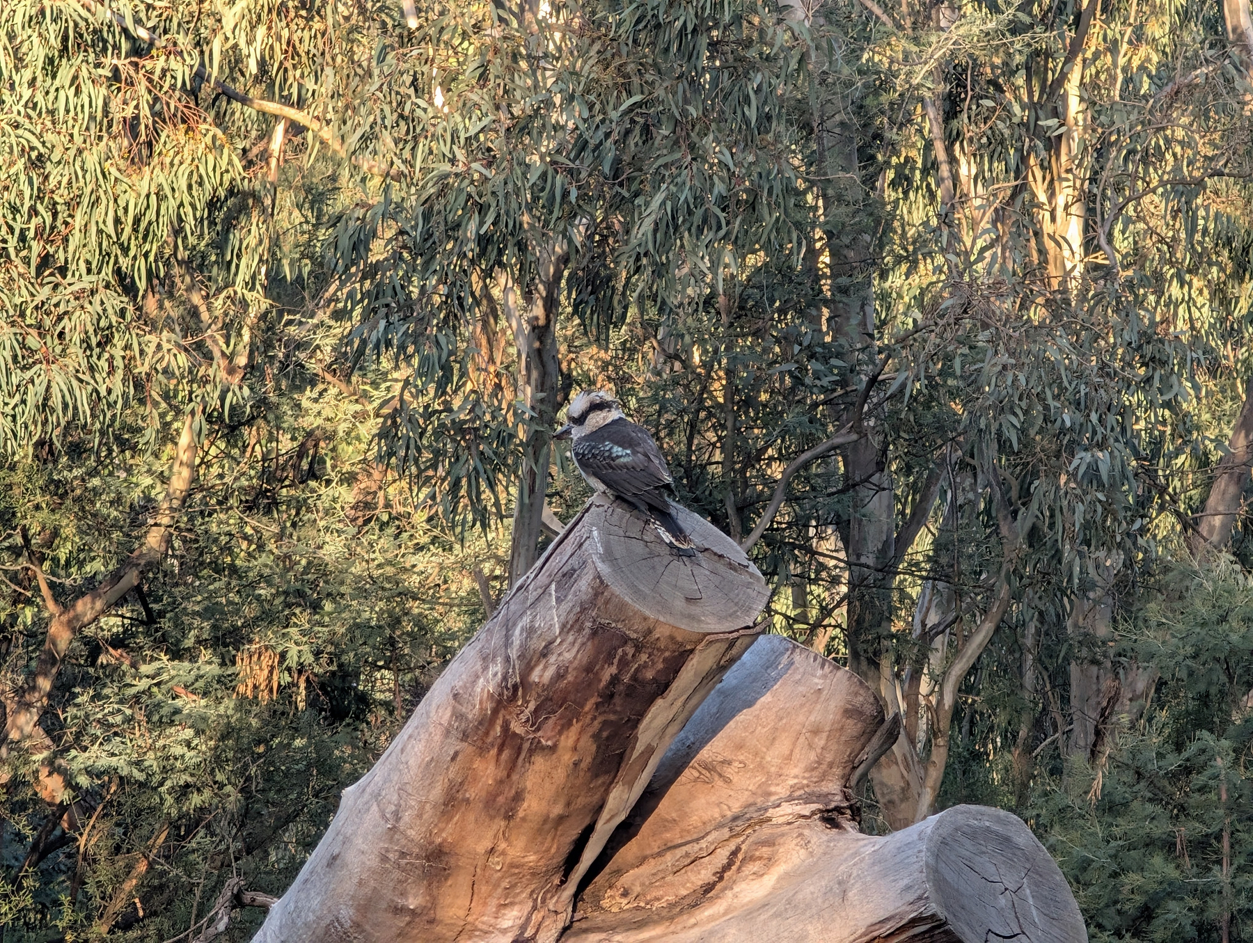 A kookaburra is perched on a large, cut tree trunk in a wooded area with dense greenery.