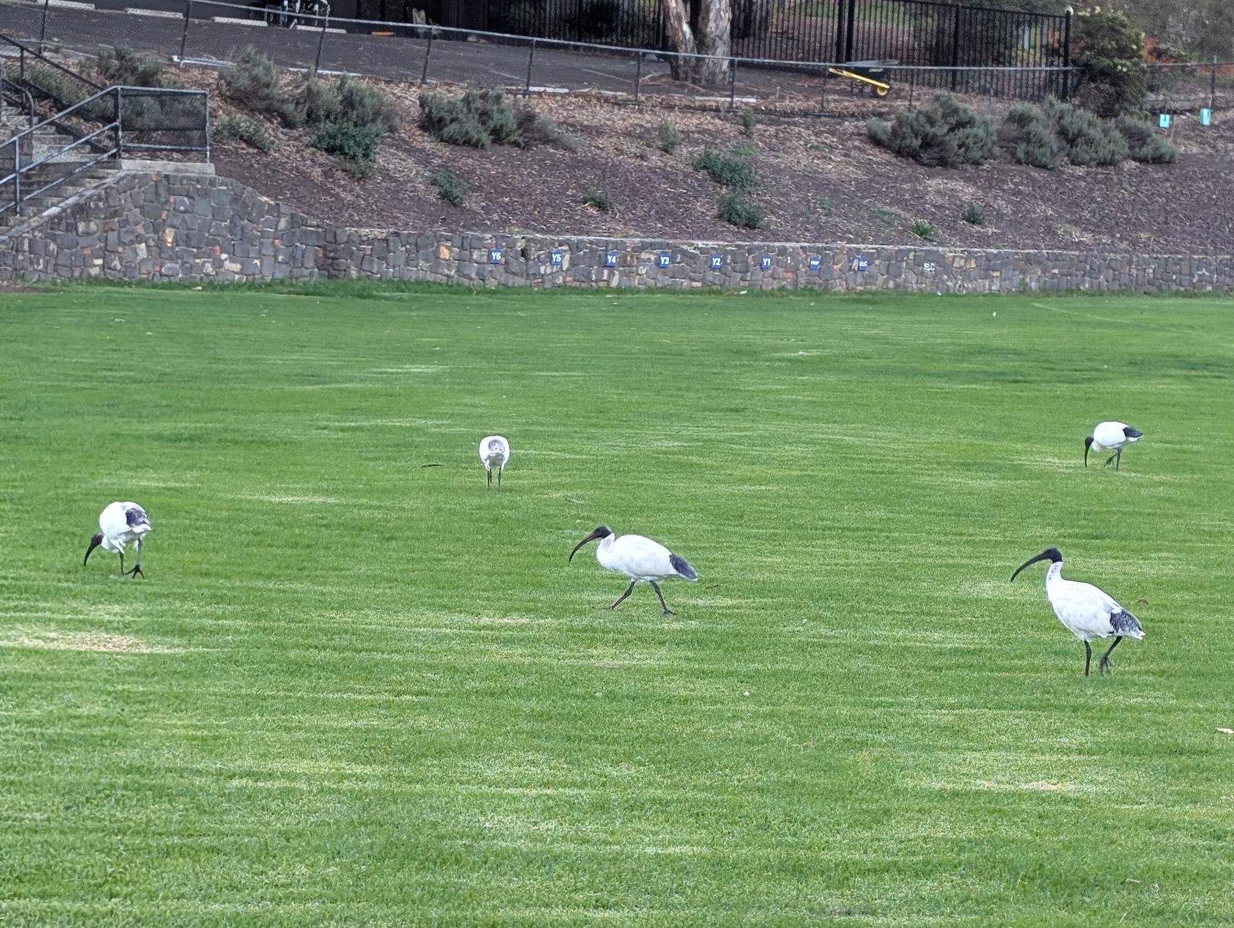 Five white ibises with black heads are walking on a grassy field.