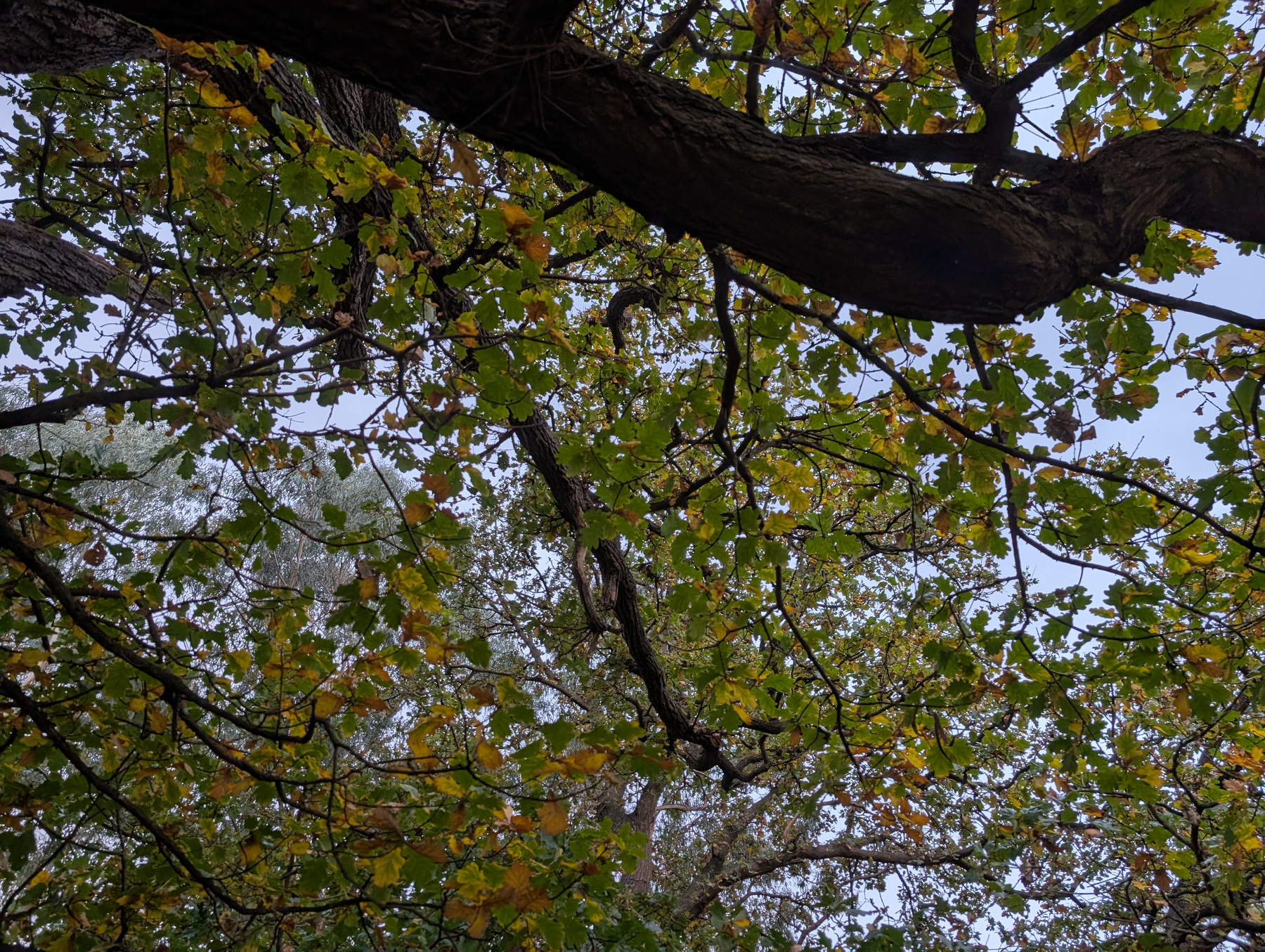 A view of tree branches and leaves with a mix of green and yellow colors against a partially cloudy sky.