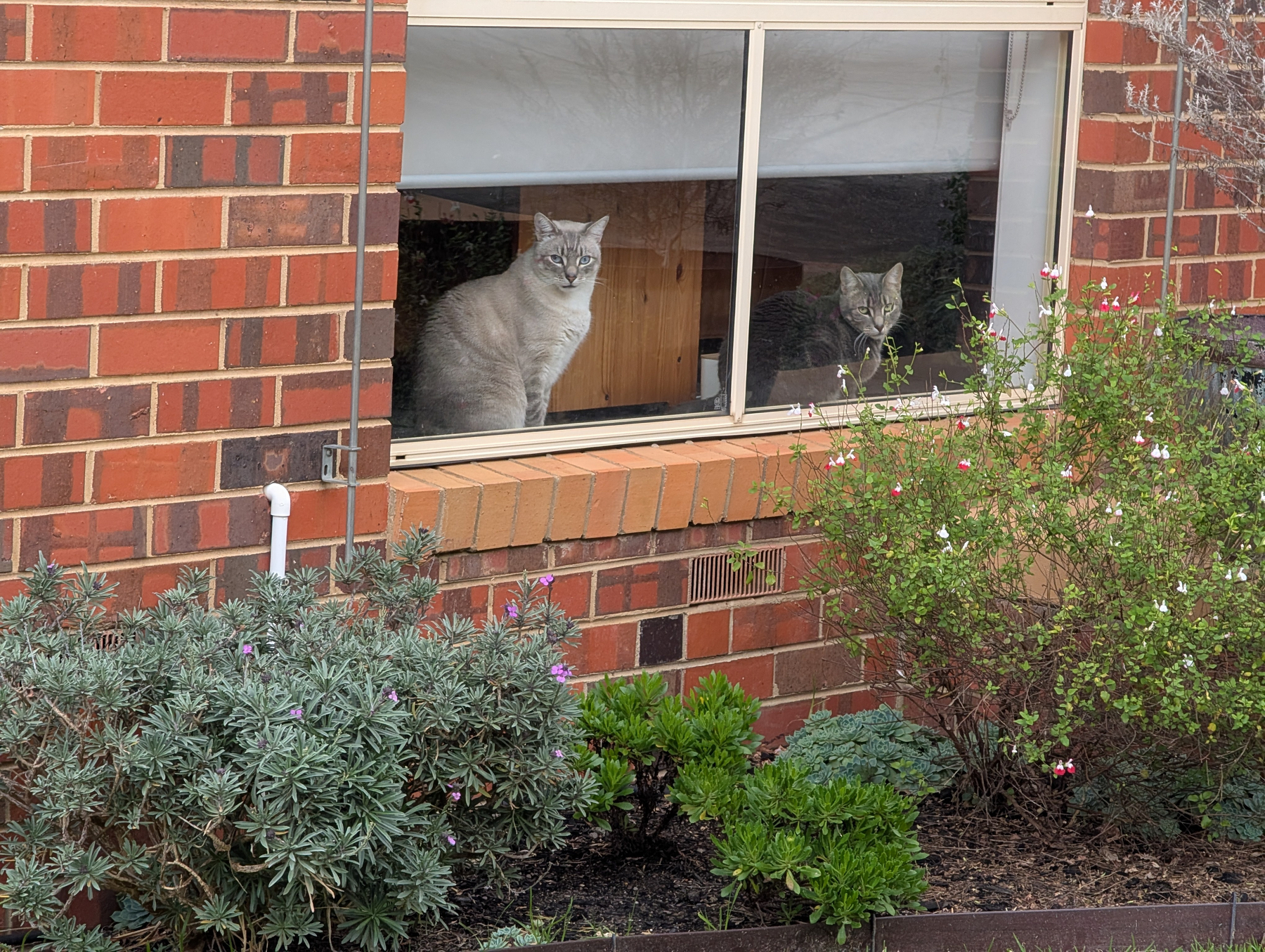 Auto-generated description: Two cats are sitting by a window inside a red brick house, with a garden containing green shrubs and plants outside.