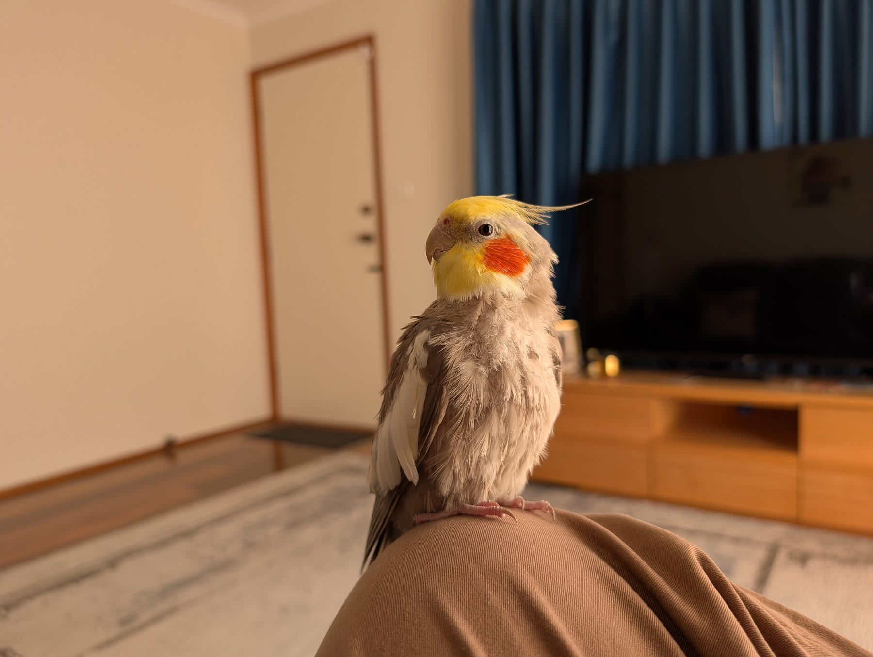 Auto-generated description: A cockatiel with wet feathers is perched on a person's knee in a living room setting.