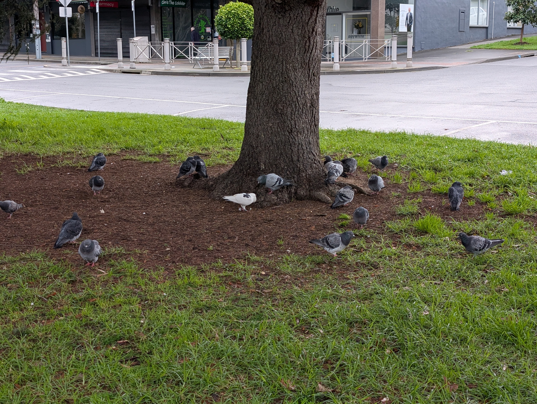 A group of pigeons is gathered around the base of a large tree in a grassy area near a street corner.