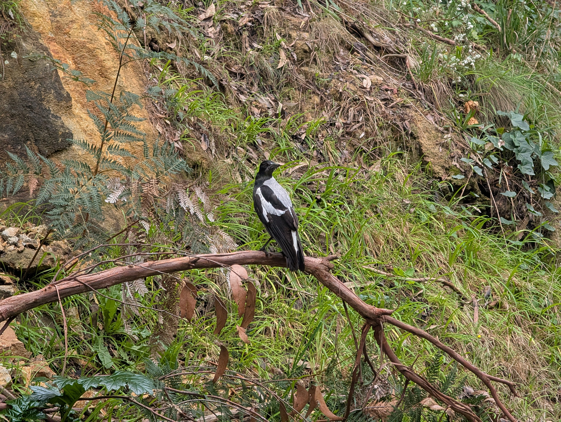 Auto-generated description: A black and white bird is perched on a curved branch amidst a backdrop of green grass, leaves, and a rocky hillside.