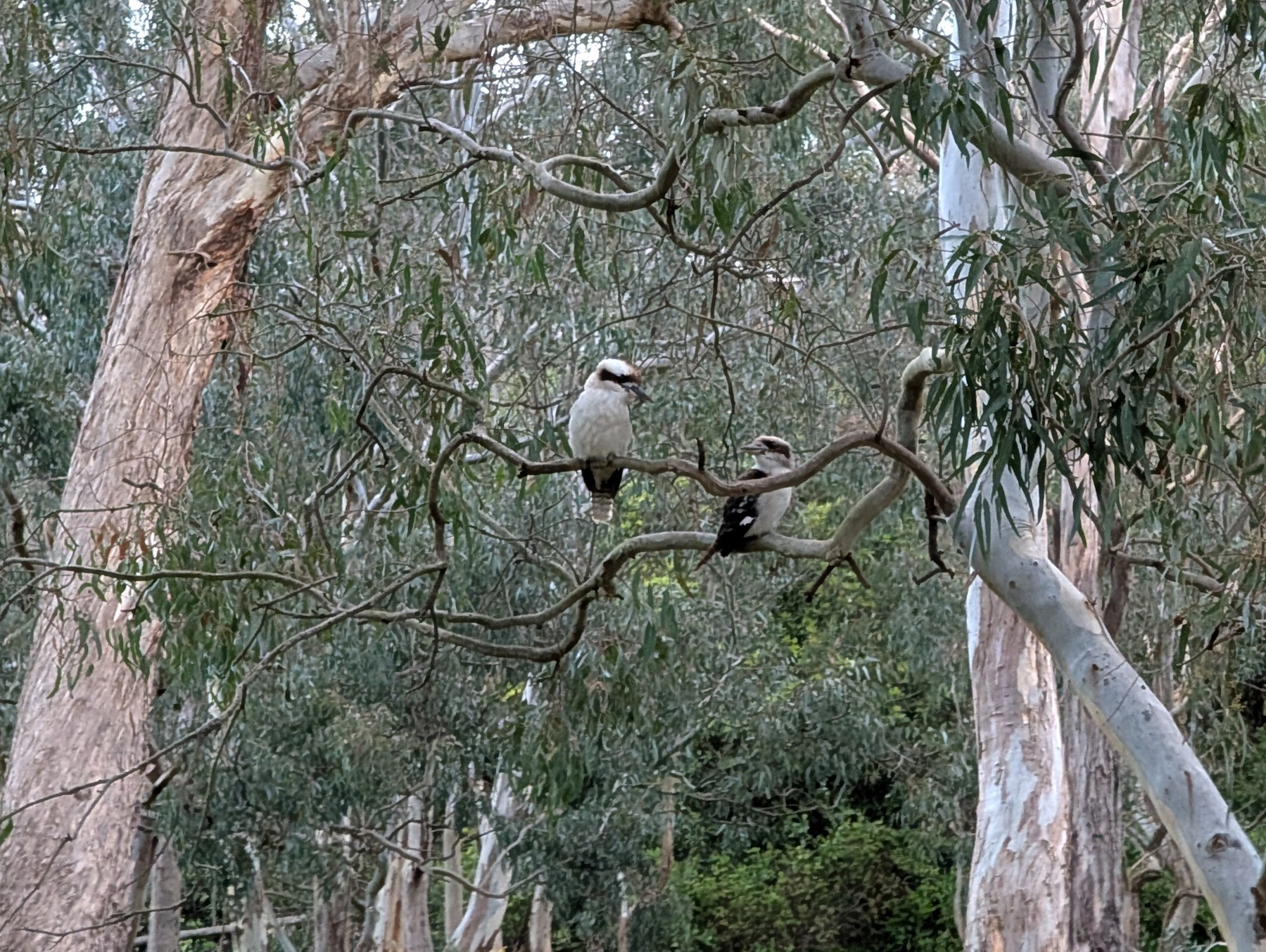 Auto-generated description: Two birds are perched on a tree branch surrounded by dense foliage and tall eucalyptus trees.