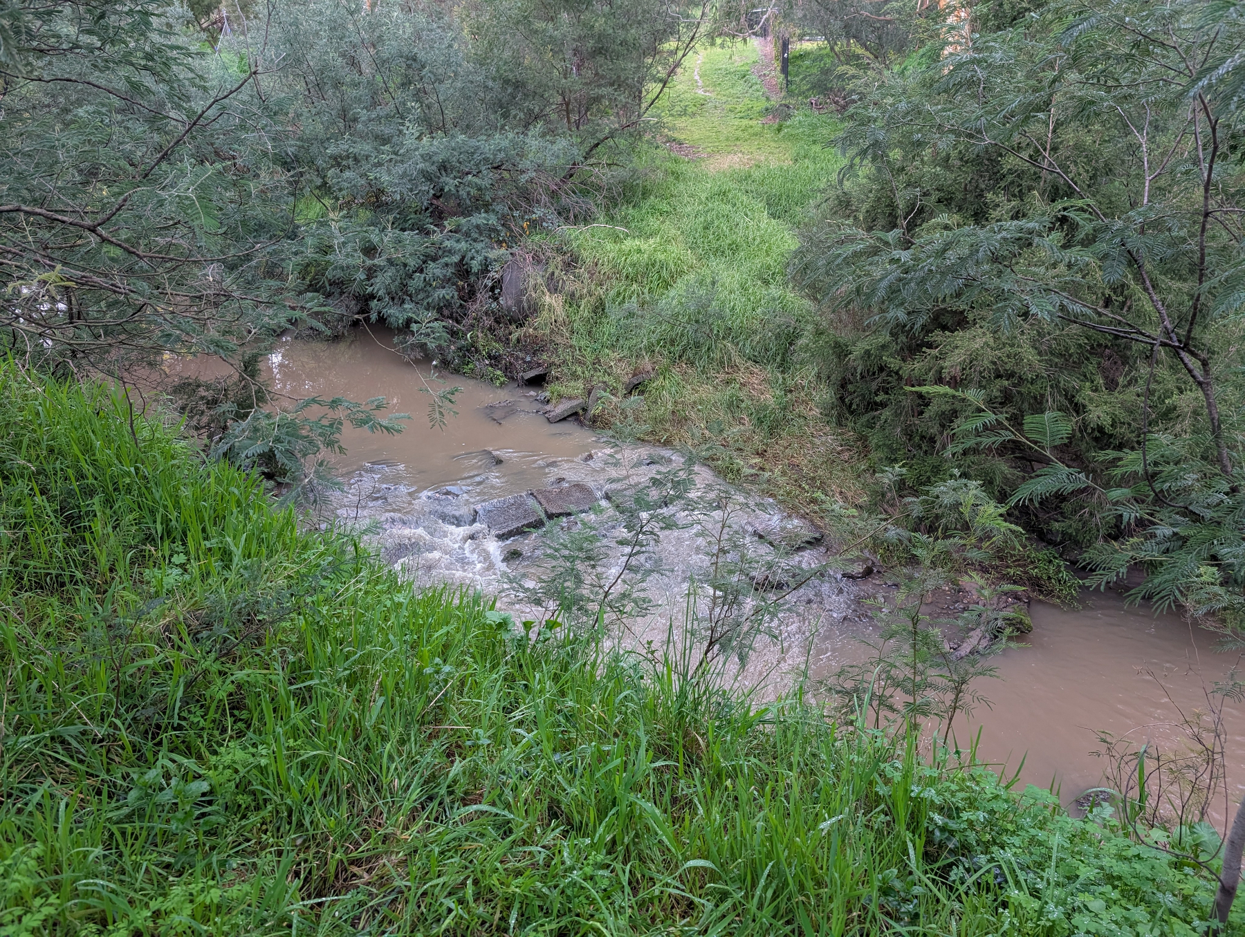 Auto-generated description: A small, muddy stream flows gently through a lush, green area surrounded by trees and tall grass.