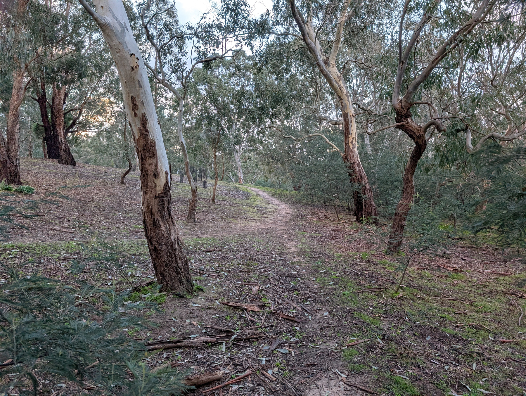 Auto-generated description: A winding dirt path meanders through a forest area with tall eucalyptus trees and scattered green undergrowth.