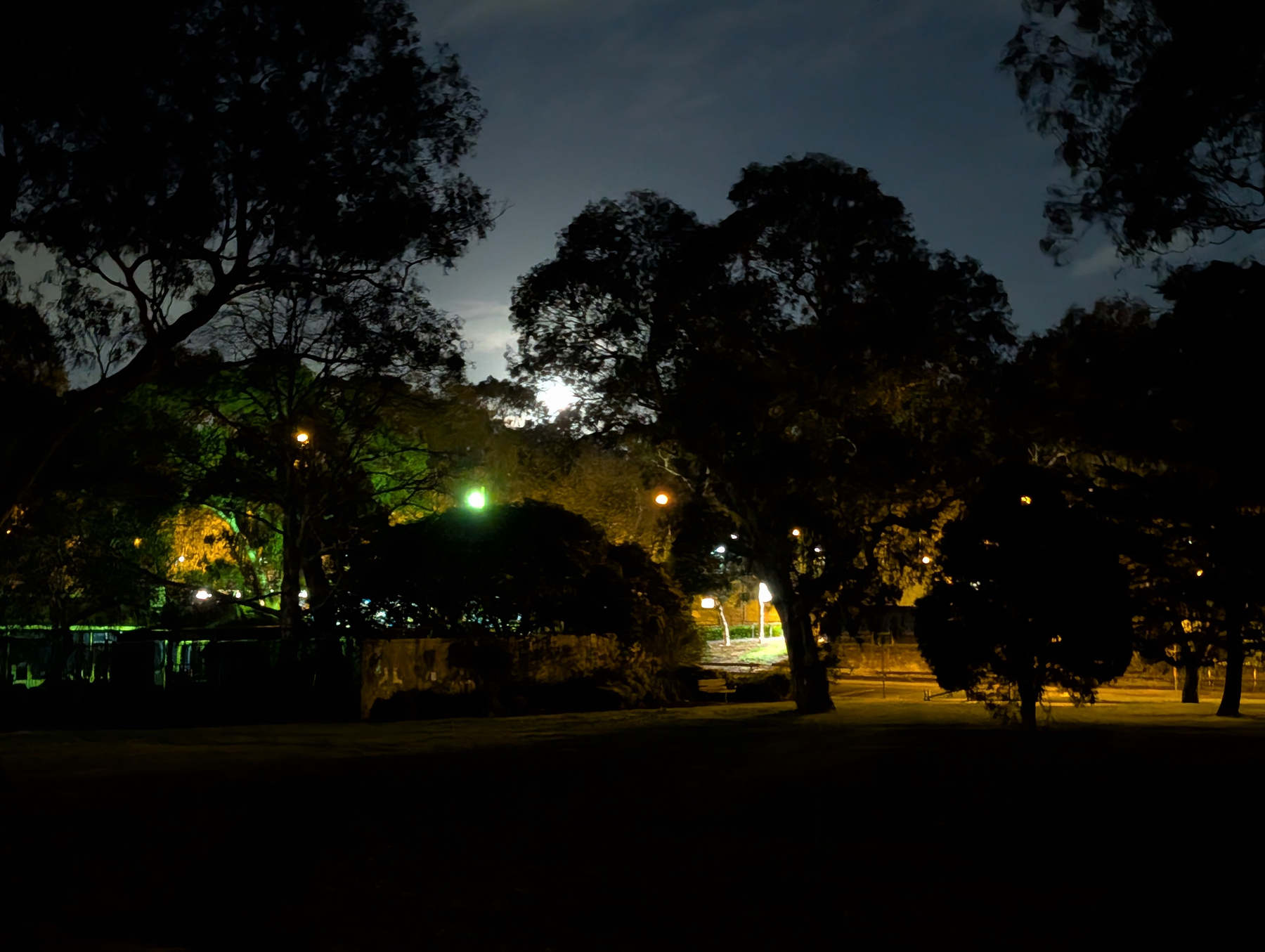 Auto-generated description: A nighttime scene of a park or wooded area illuminated by distant streetlights and building lights.