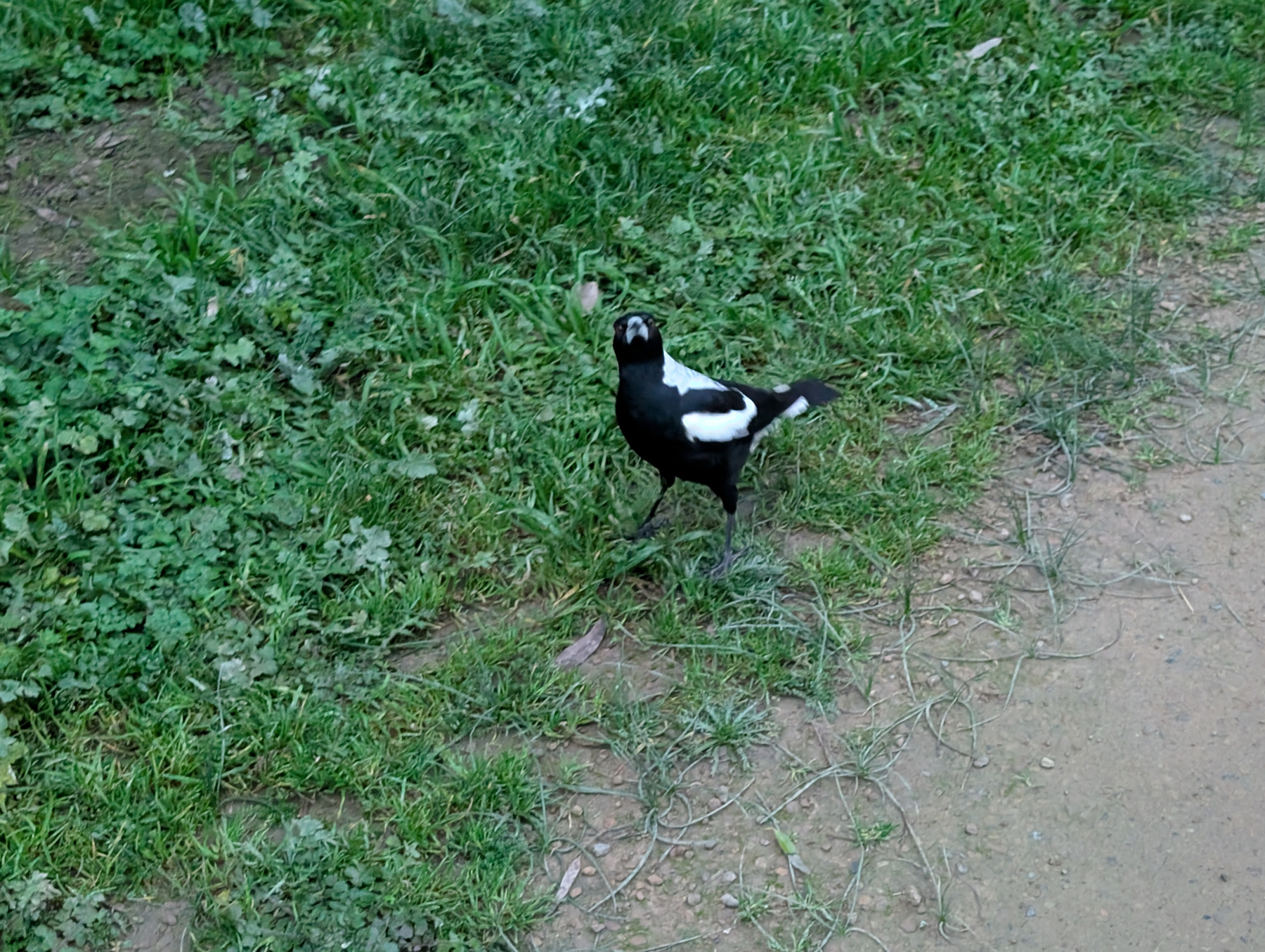 A black and white bird is standing on grass near a dirt path.