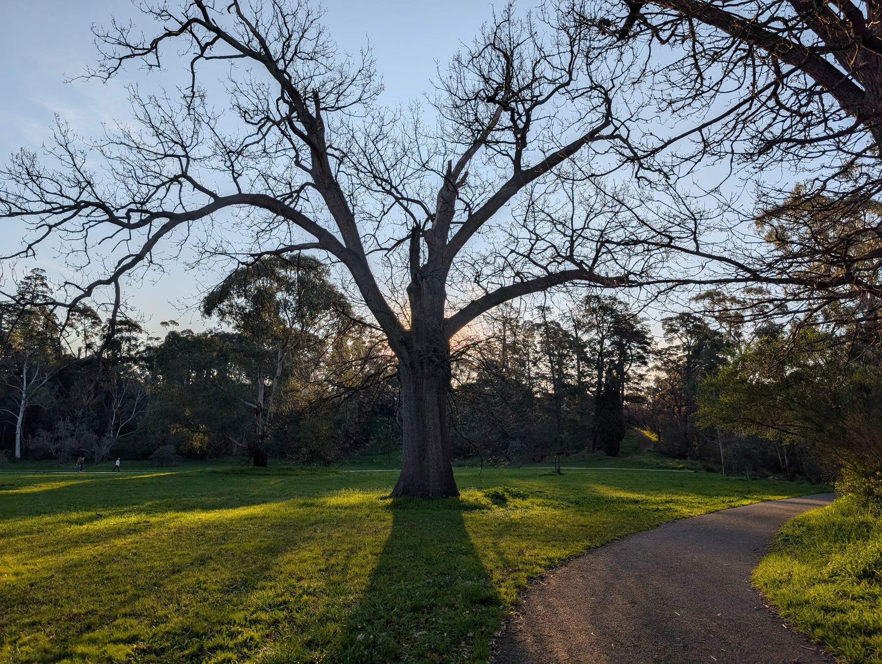 Auto-generated description: A leafless tree stands in the middle of a grassy area with a curved pathway running alongside it during sunset.