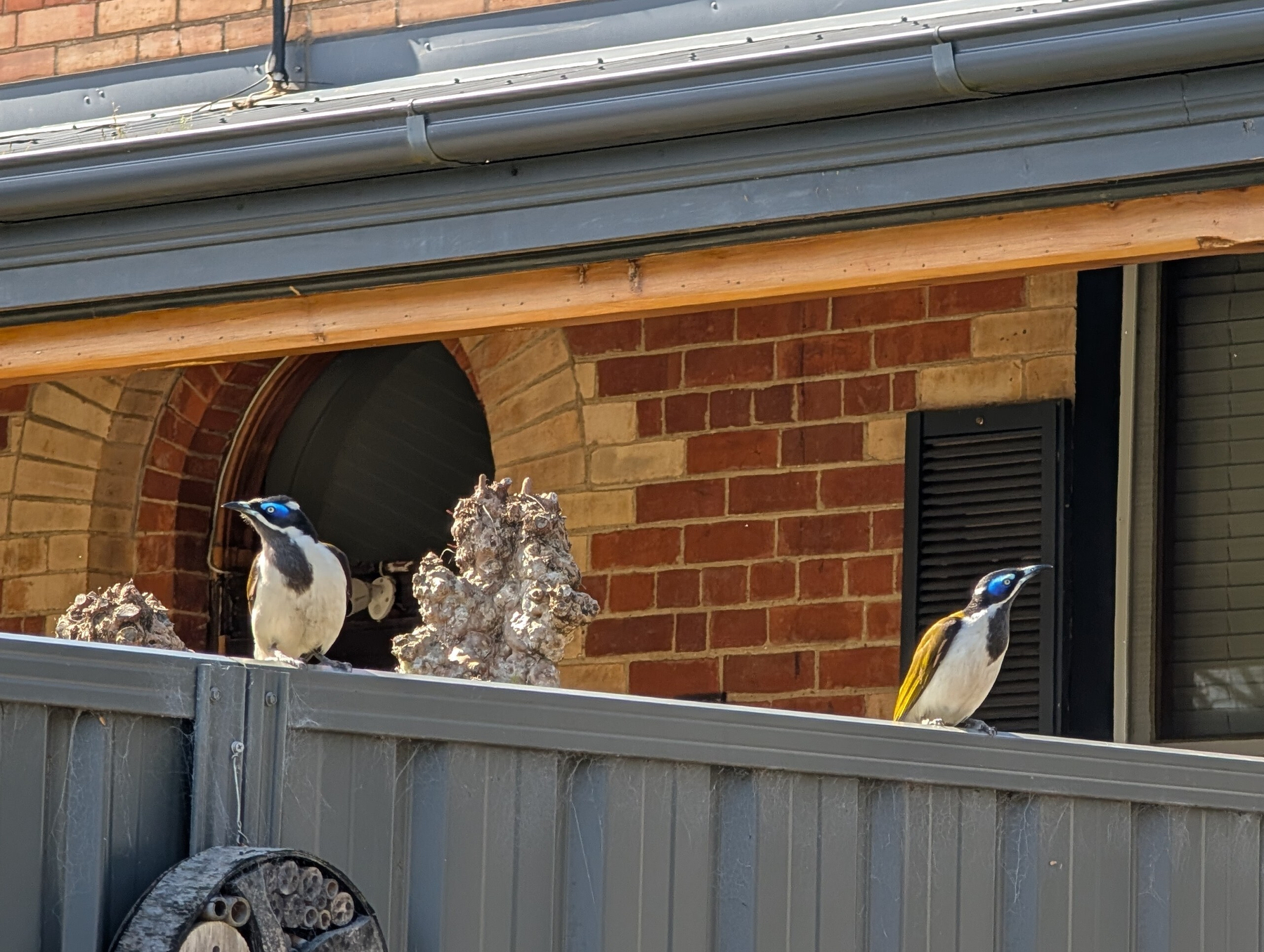 Auto-generated description: Two blue-faced honeyeaters are perched on a grey fence with brick walls and windows in the background.