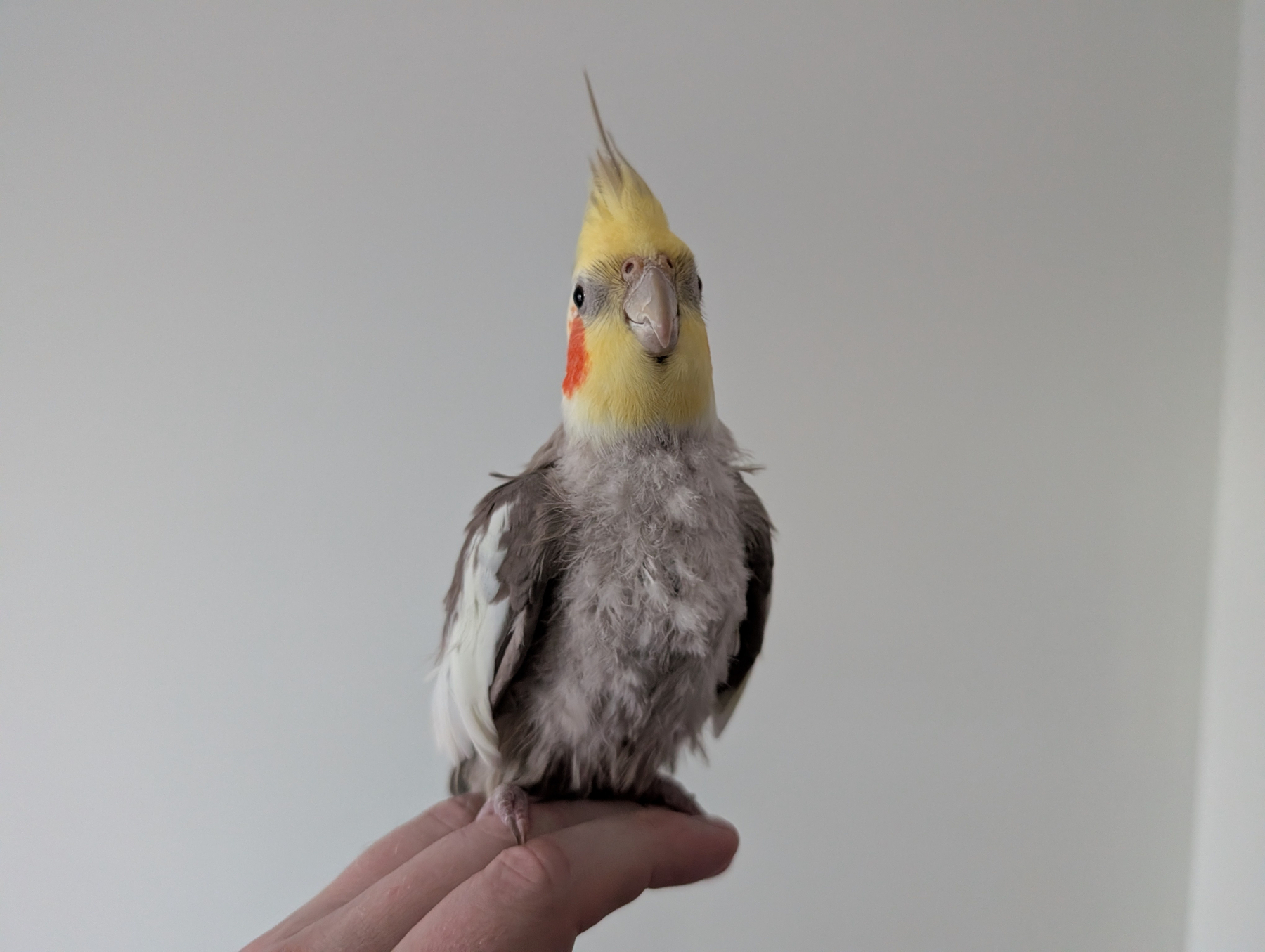 Auto-generated description: A cockatiel with yellow and orange markings is perched on a person's fingertip against a plain background.