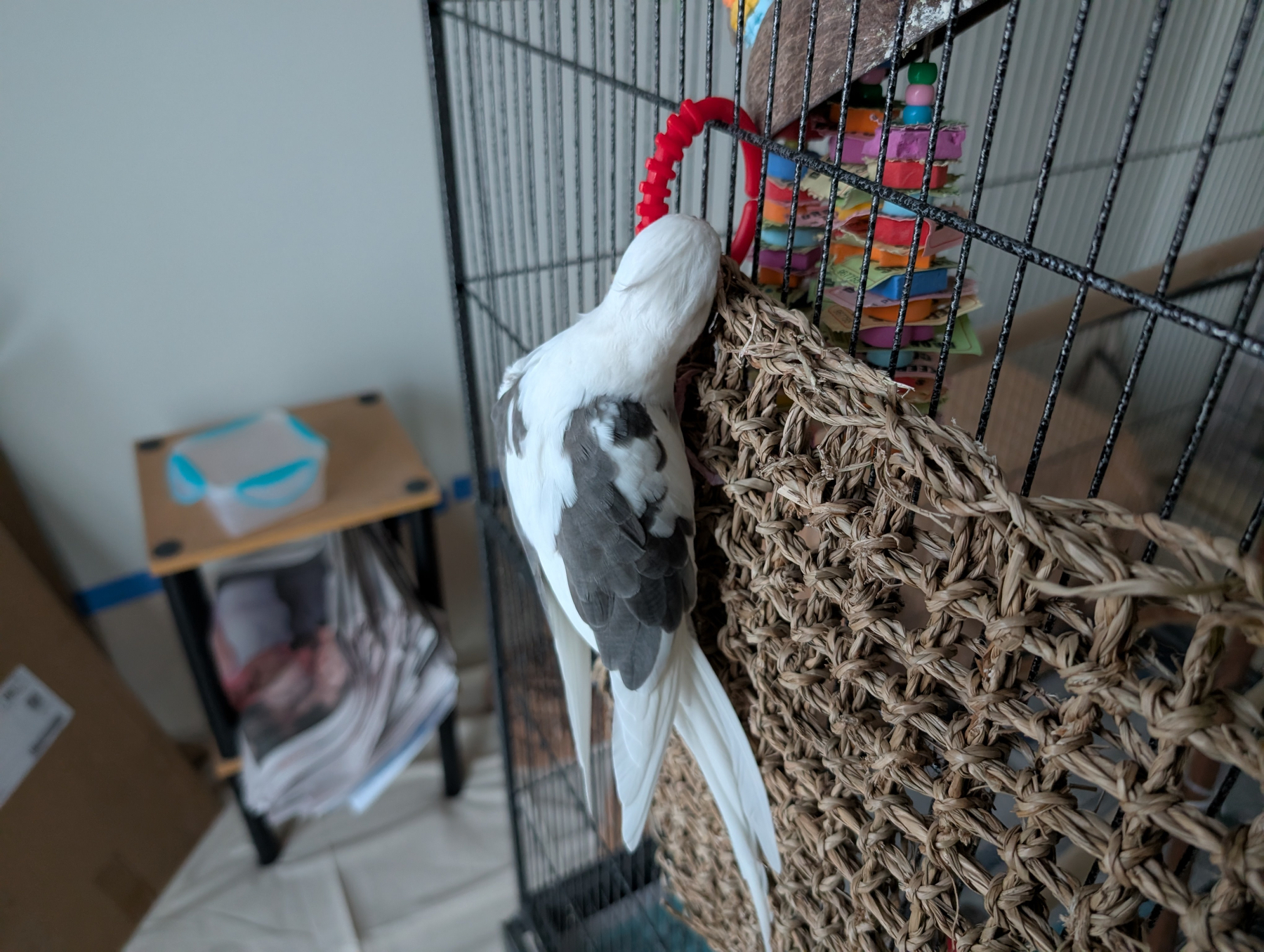 Auto-generated description: A white and gray bird is perched on the side of its cage, interacting with a red plastic toy.