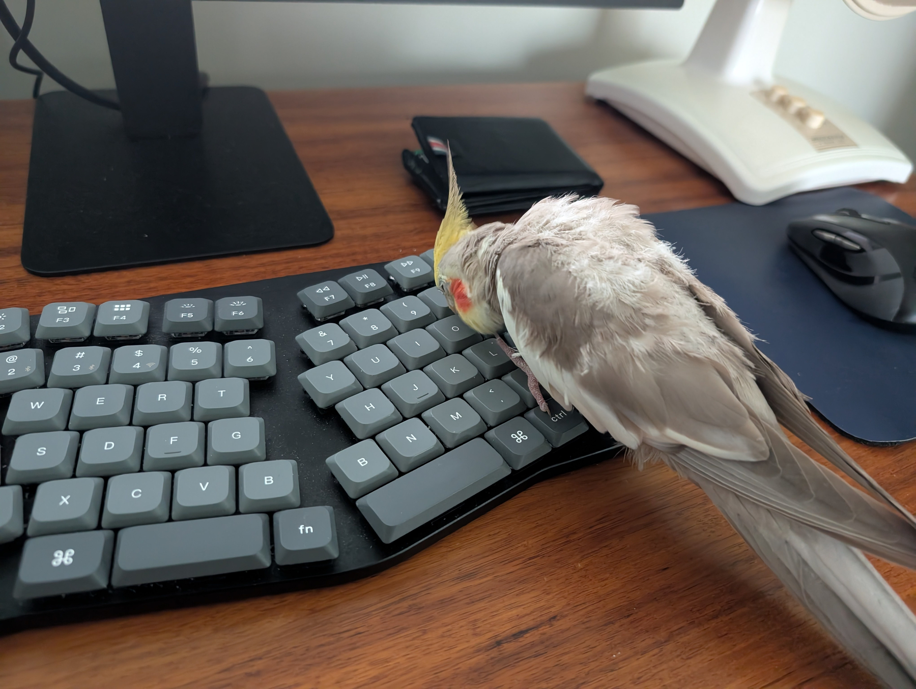 Auto-generated description: A cockatiel is perched on a computer keyboard, seemingly pecking at the keys.