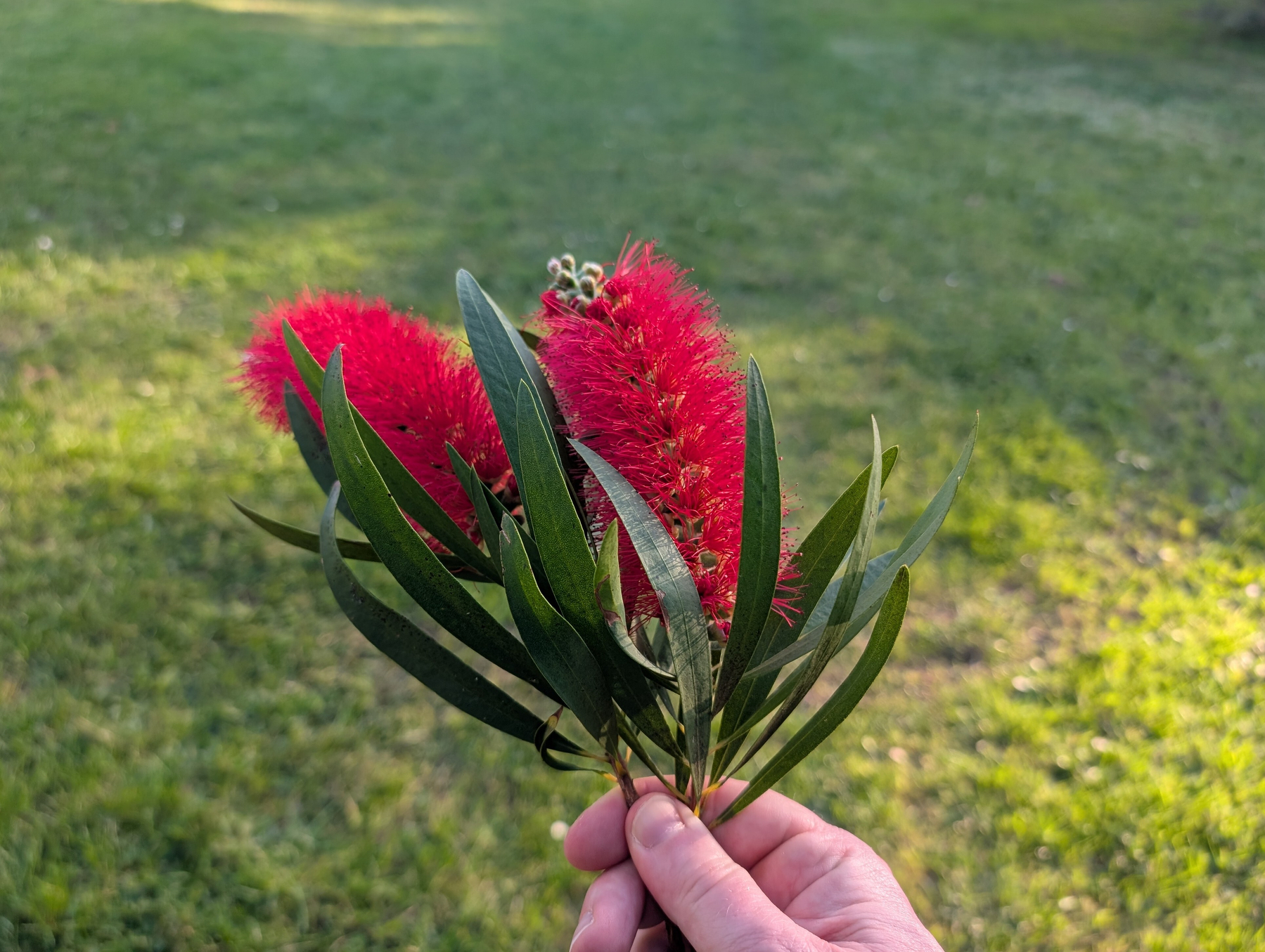 Auto-generated description: A hand is holding a small branch with bright red bottlebrush flowers and green leaves against a blurred grassy background.