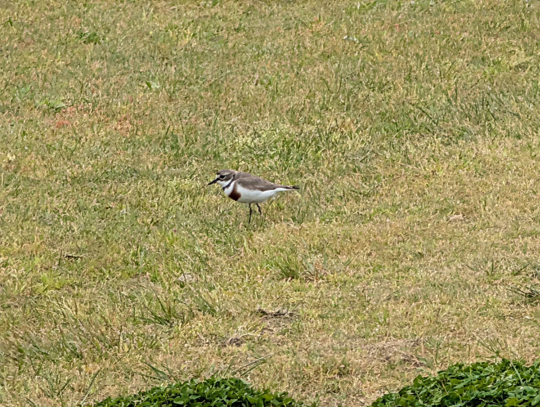 Auto-generated description: A small bird stands on a patch of grass, blending in with its earthy surroundings.