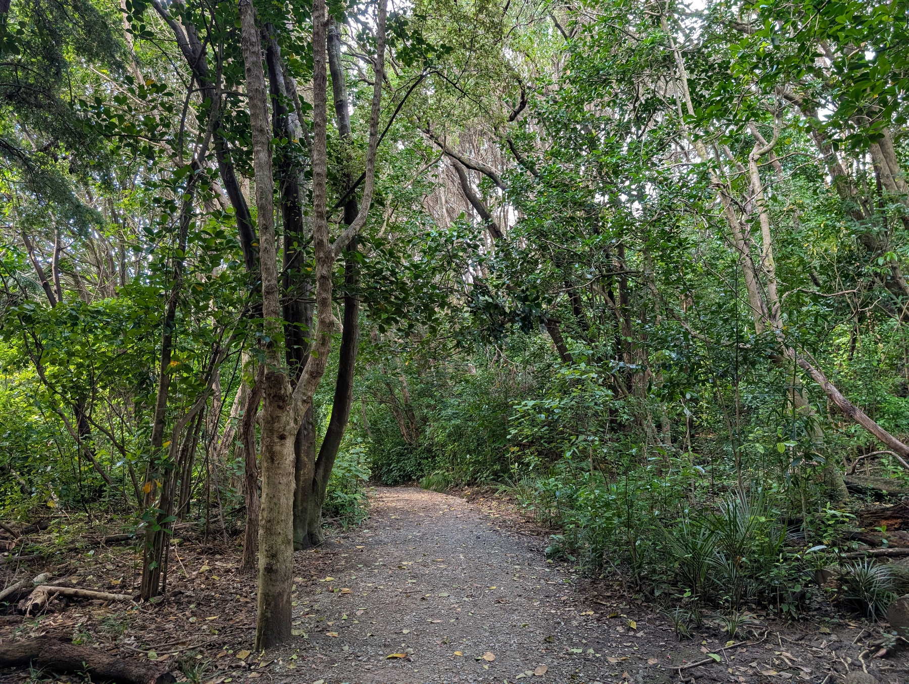 Auto-generated description: A dirt path winds through a dense forest filled with tall trees and abundant green foliage.