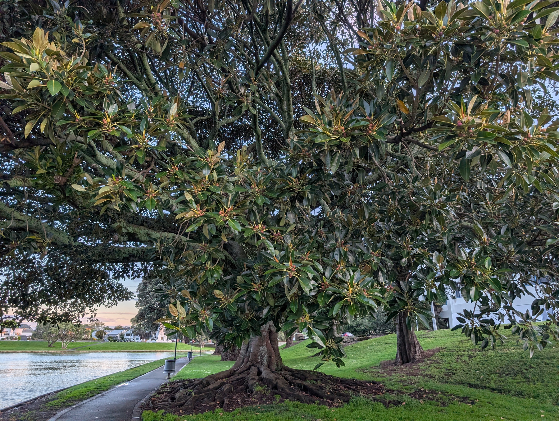 Auto-generated description: A large tree with sprawling branches and dense green leaves stands beside a paved walkway along a body of water.