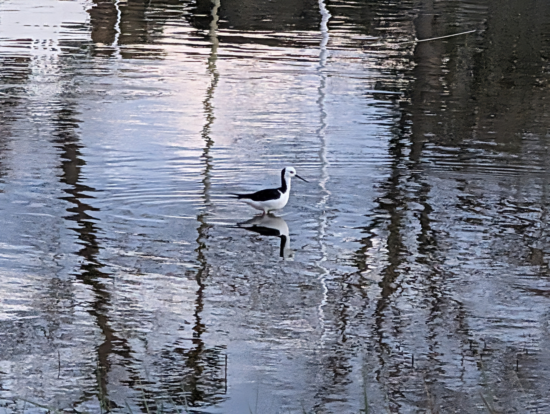 Auto-generated description: A black and white bird is standing in shallow water, surrounded by reflections of trees and the sky.