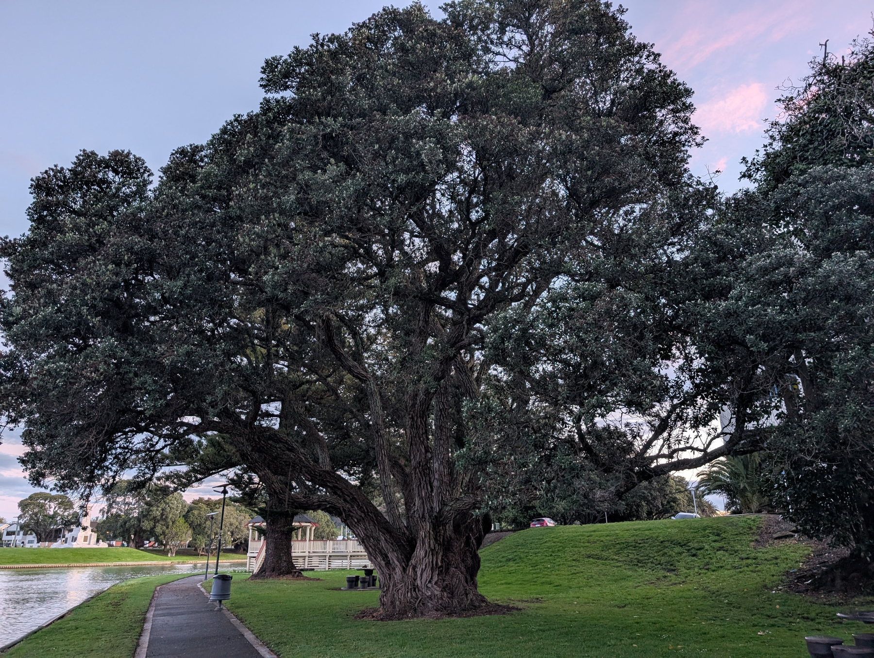 Auto-generated description: A large, sprawling tree stands beside a paved path near a body of water in a park during dusk.
