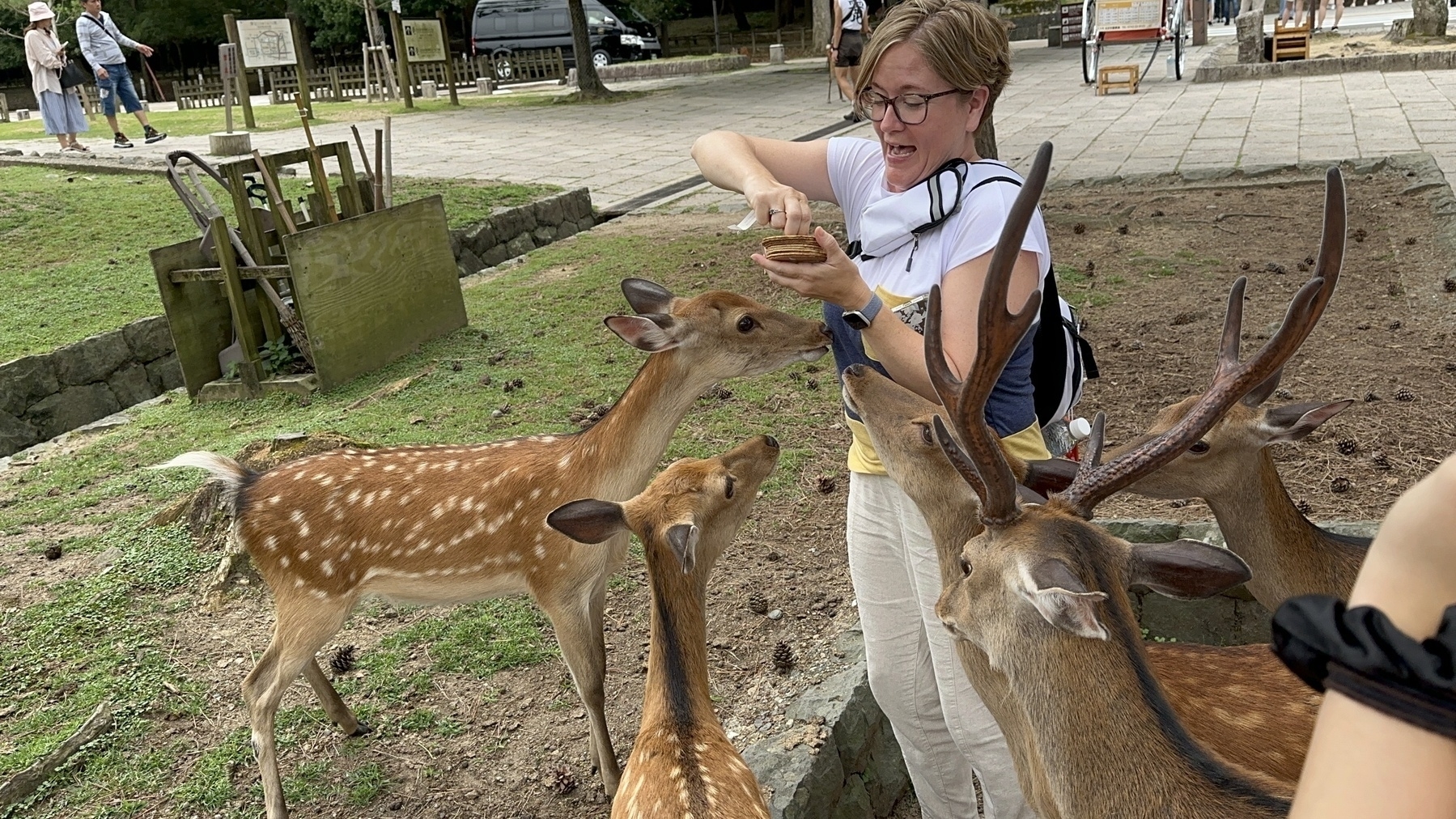 Nara deer attack