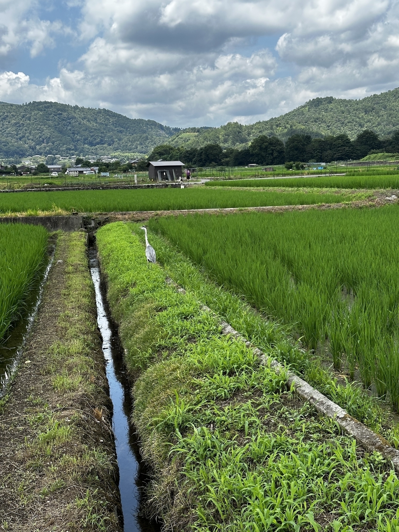 Rice fields in Kyoto