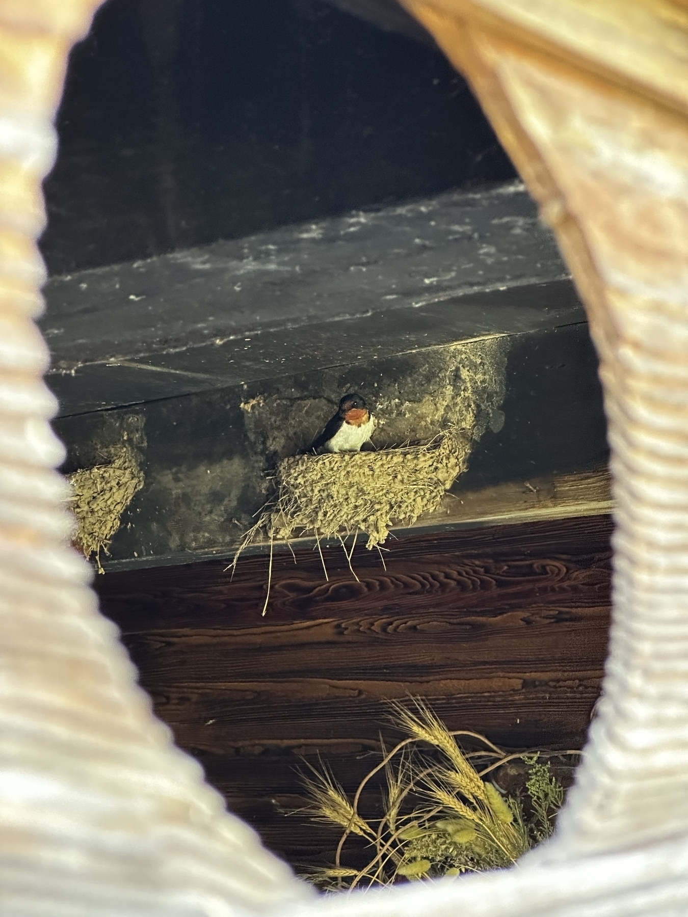 Swallow through hole in house entryway