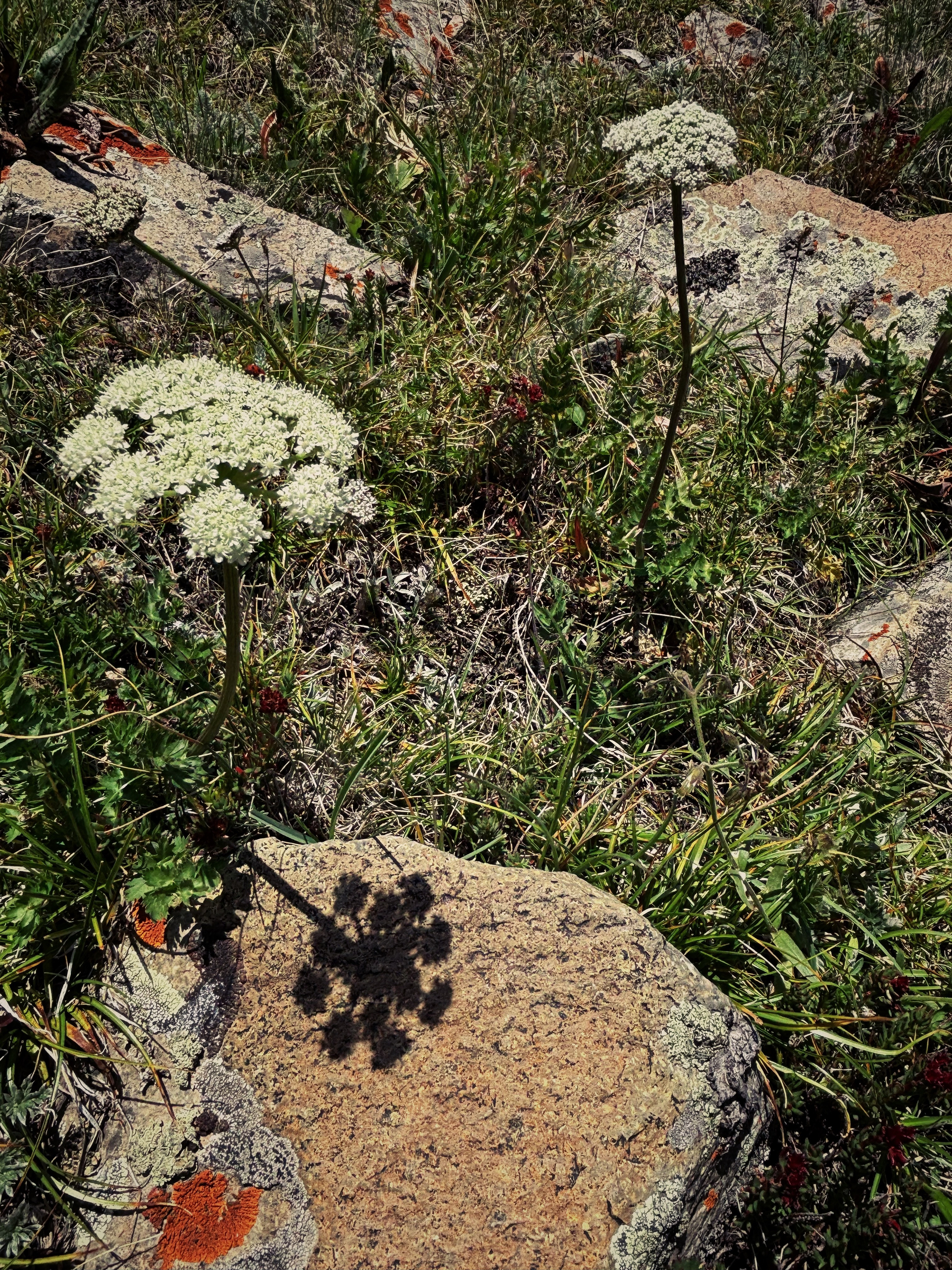 White wildflowers with umbrella-like clusters bloom among rocks and green grass, casting detailed shadows on the stone surfaces.