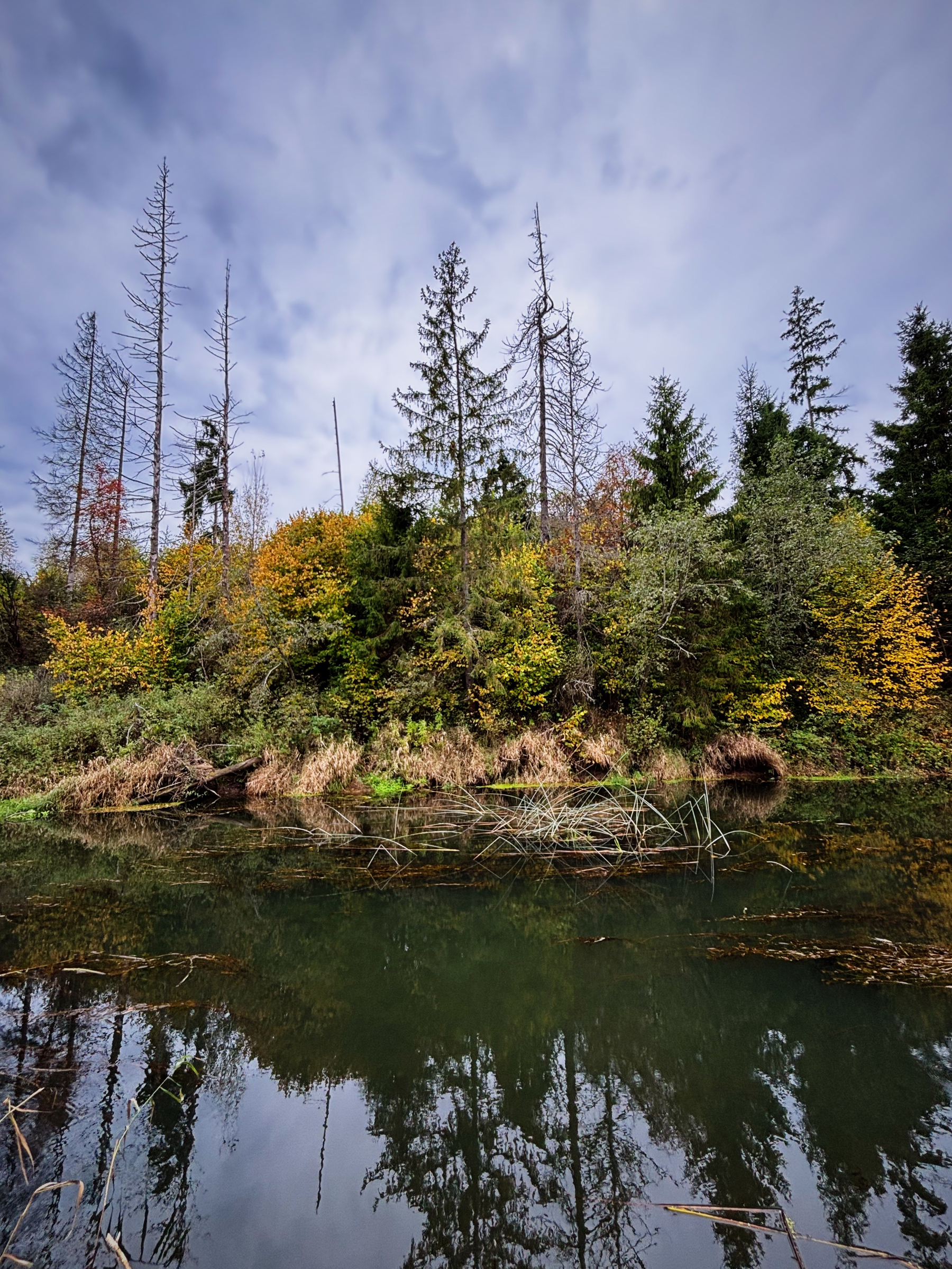 A calm pond reflects a variety of trees, some with autumnal foliage and others bare, under a cloudy sky.