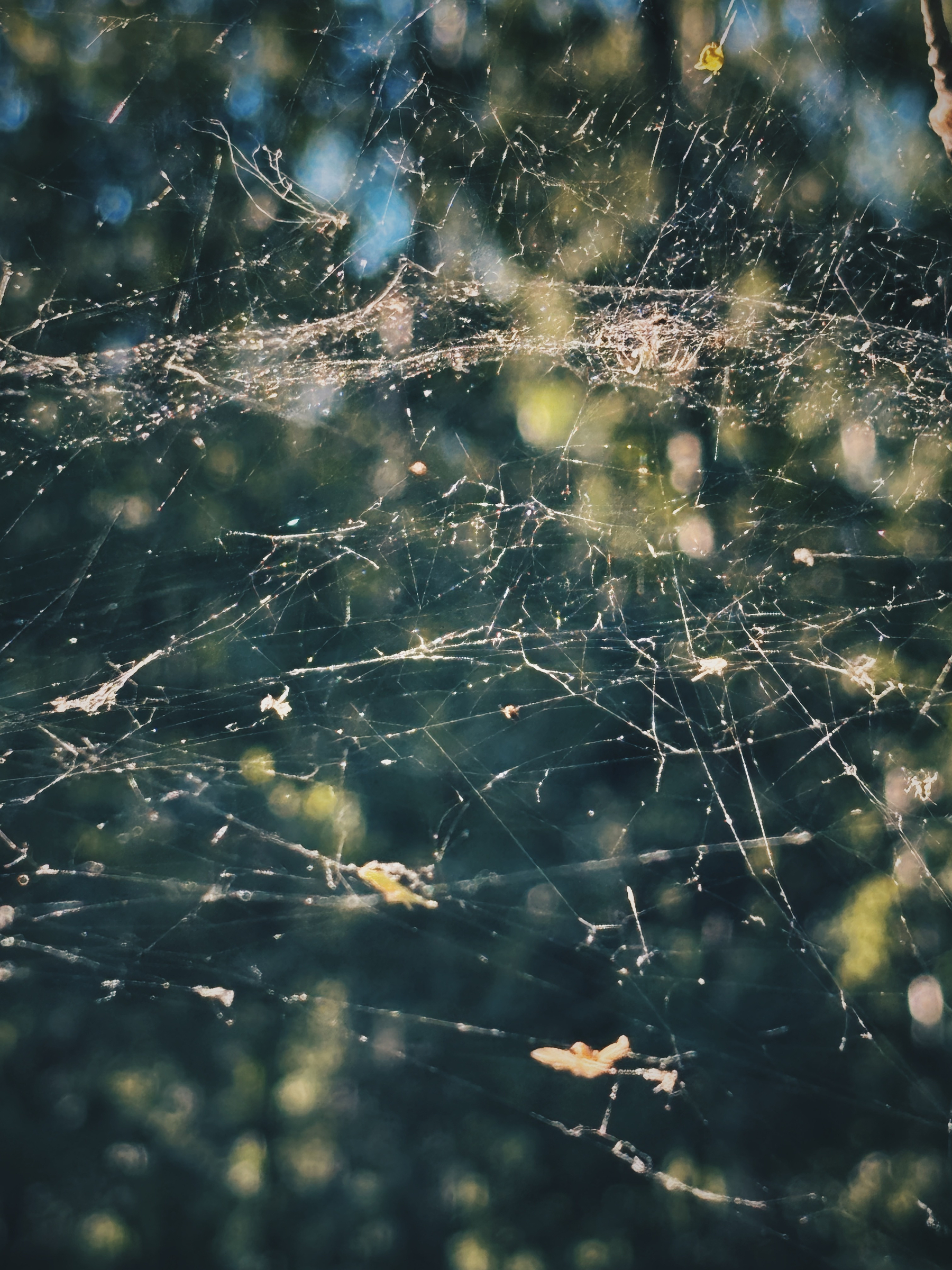Delicate spider webs are intricately spun among the blurred background of green foliage.