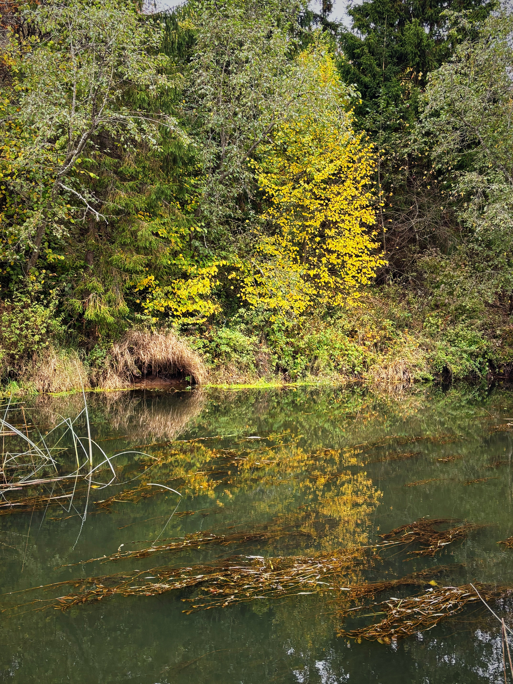 A calm body of water reflects the surrounding dense greenery and a tree with bright yellow leaves by the shore.