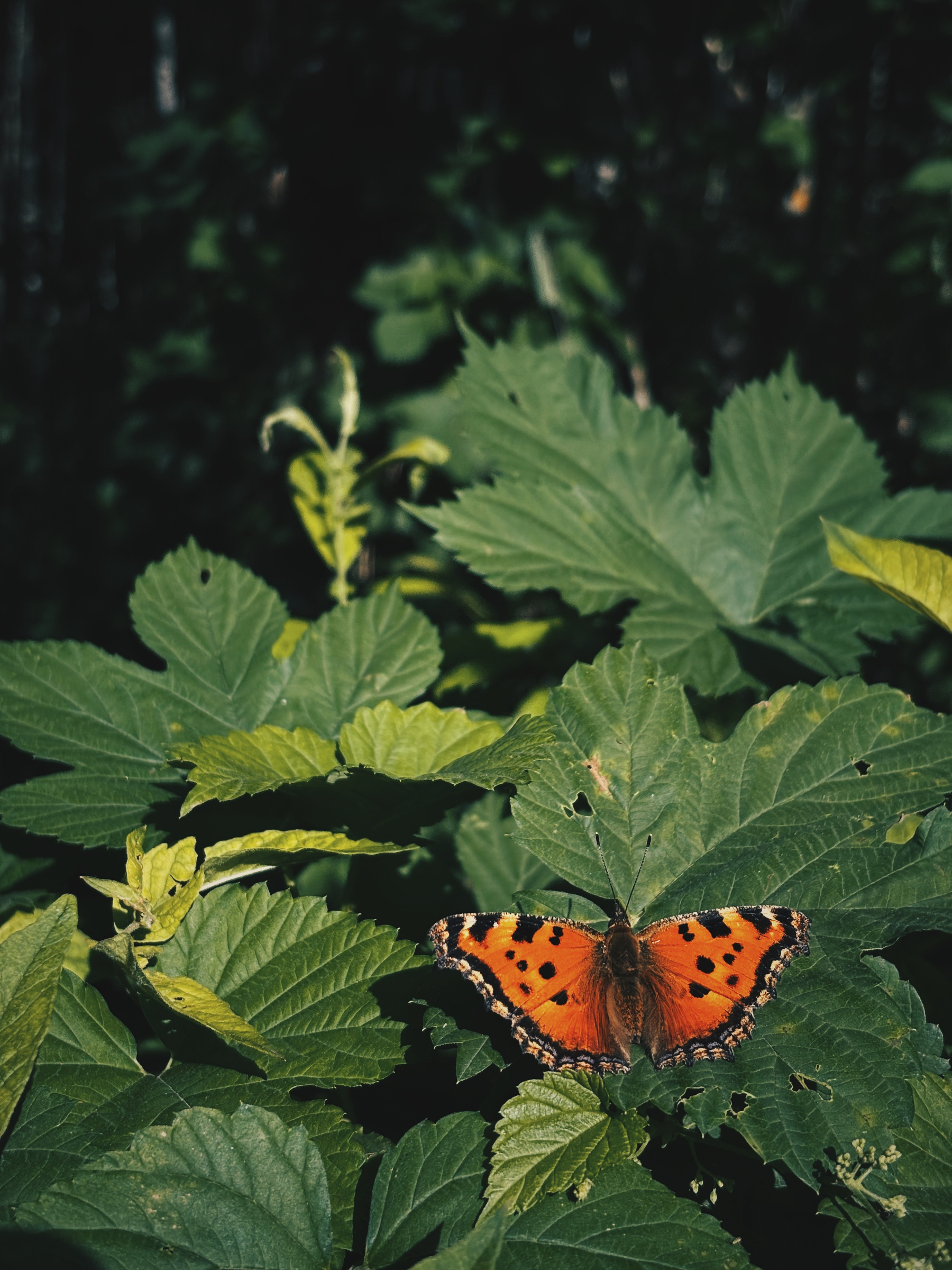 An orange and black butterfly rests on vibrant green leaves amidst a shaded natural setting.