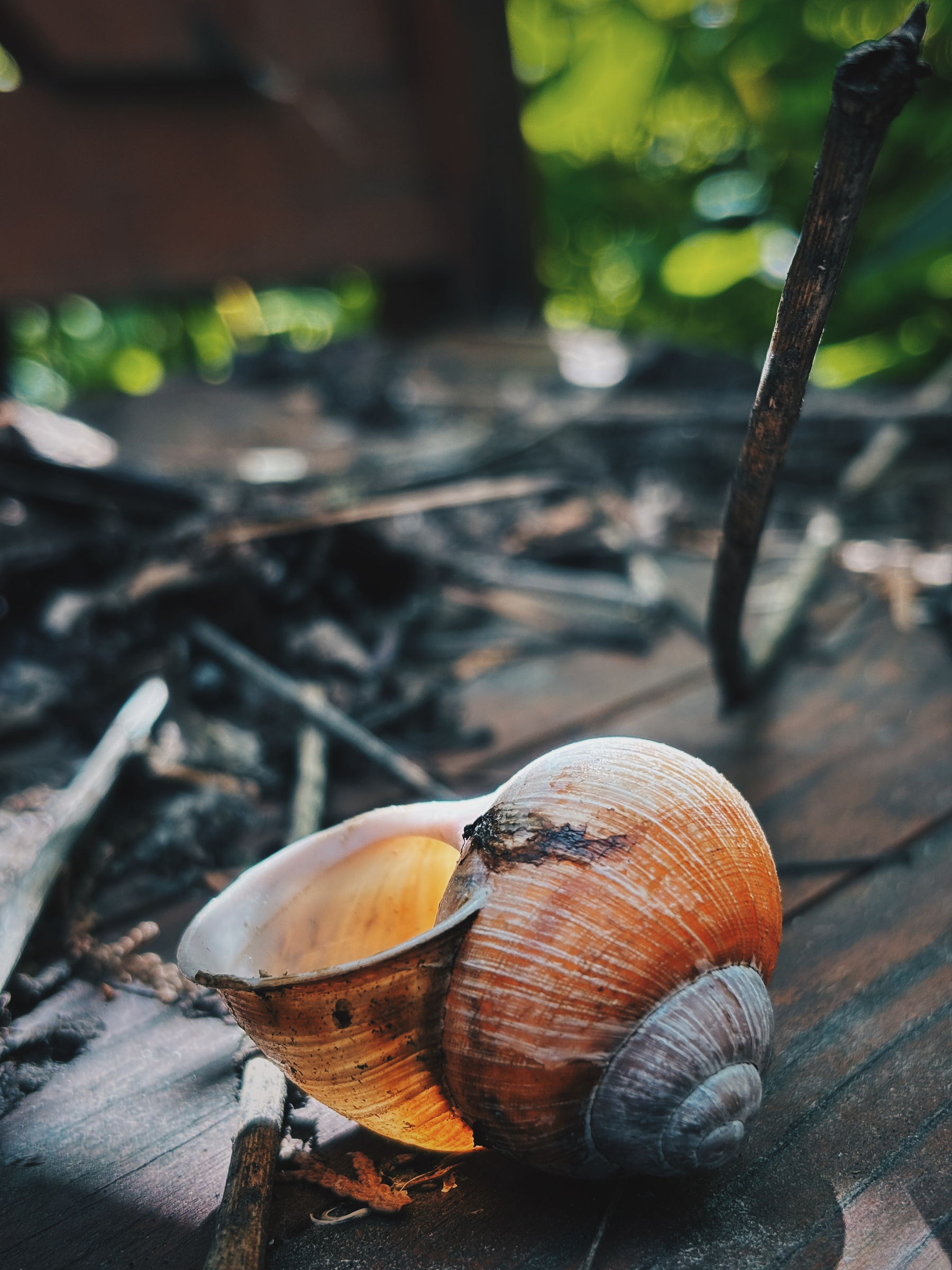 A close-up of an empty snail shell resting on a wooden surface surrounded by twigs and natural debris.
