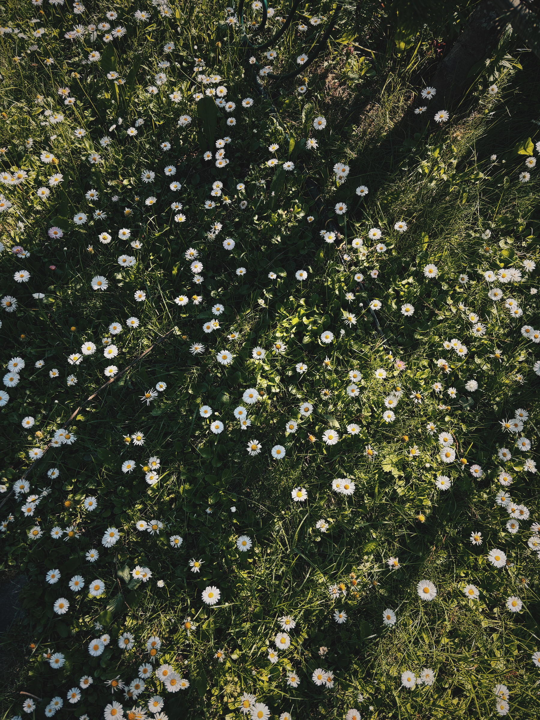 A field of small white daisies with yellow centers grows densely amidst green grass and plants, with shadows cast across the scene.