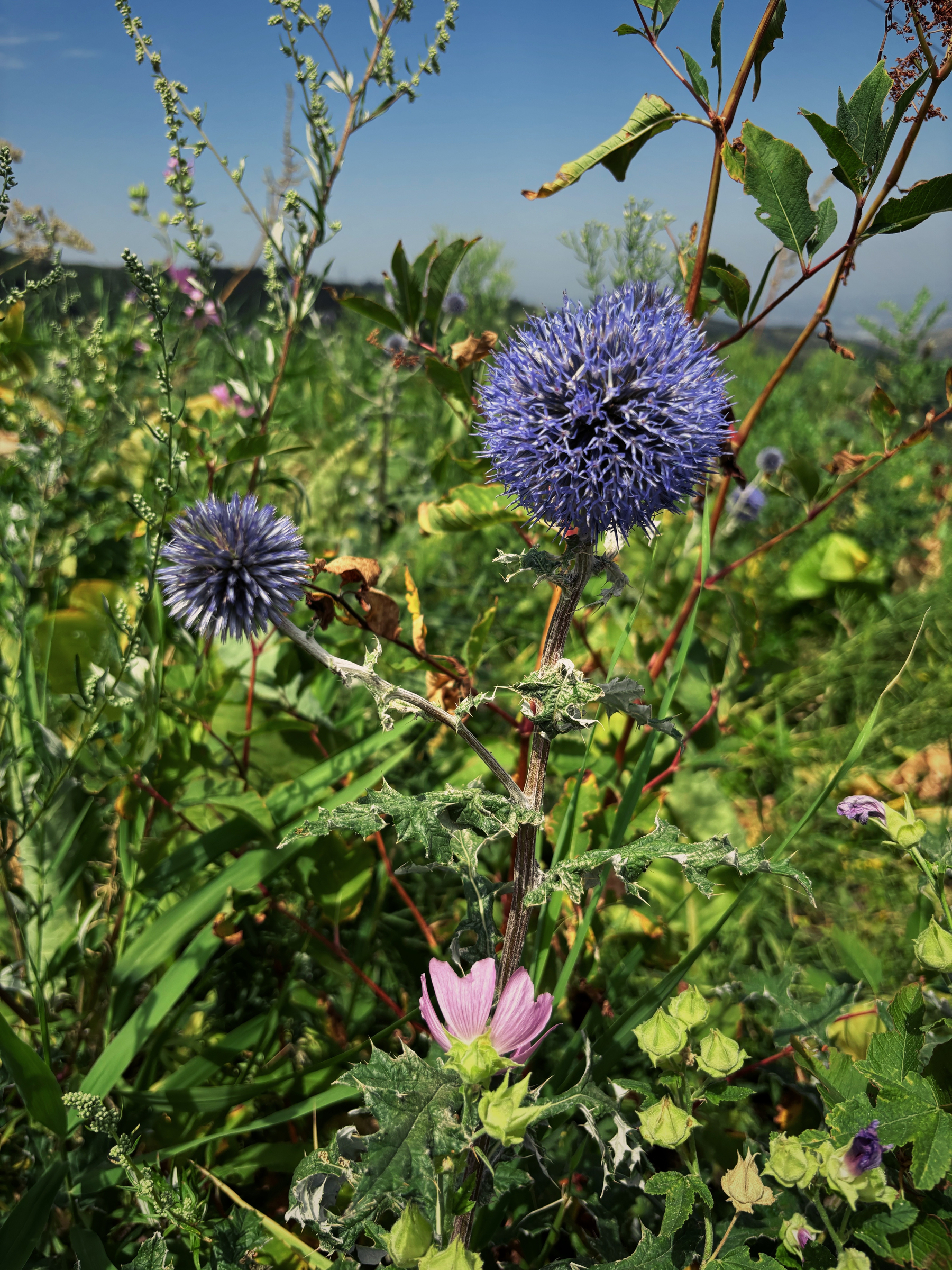 A vibrant plant with spiky, round purple flowers and variegated leaves stands amid green foliage under a clear blue sky.
