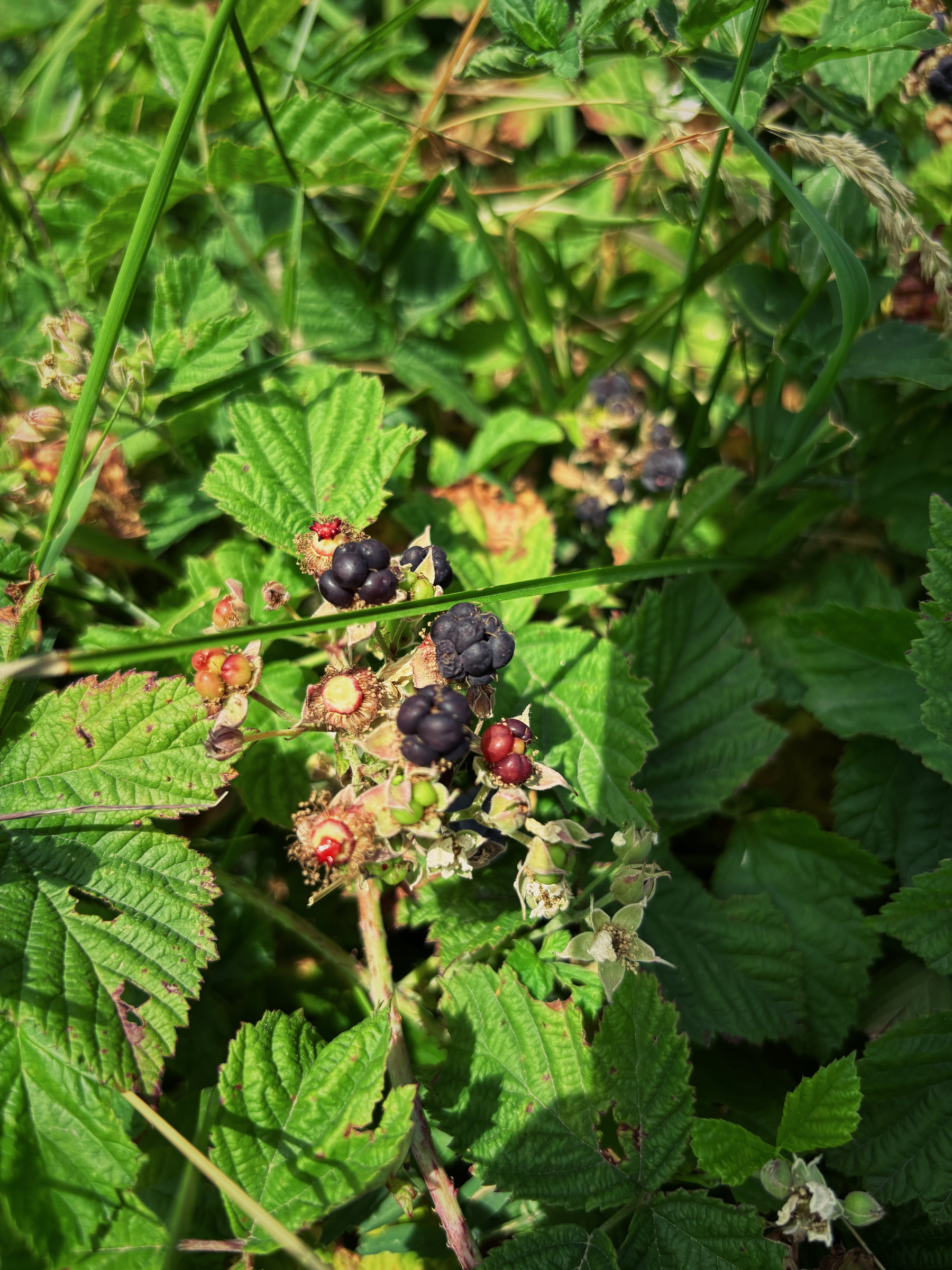 A cluster of blackberries in various stages of ripeness is surrounded by green leaves and blades of grass.