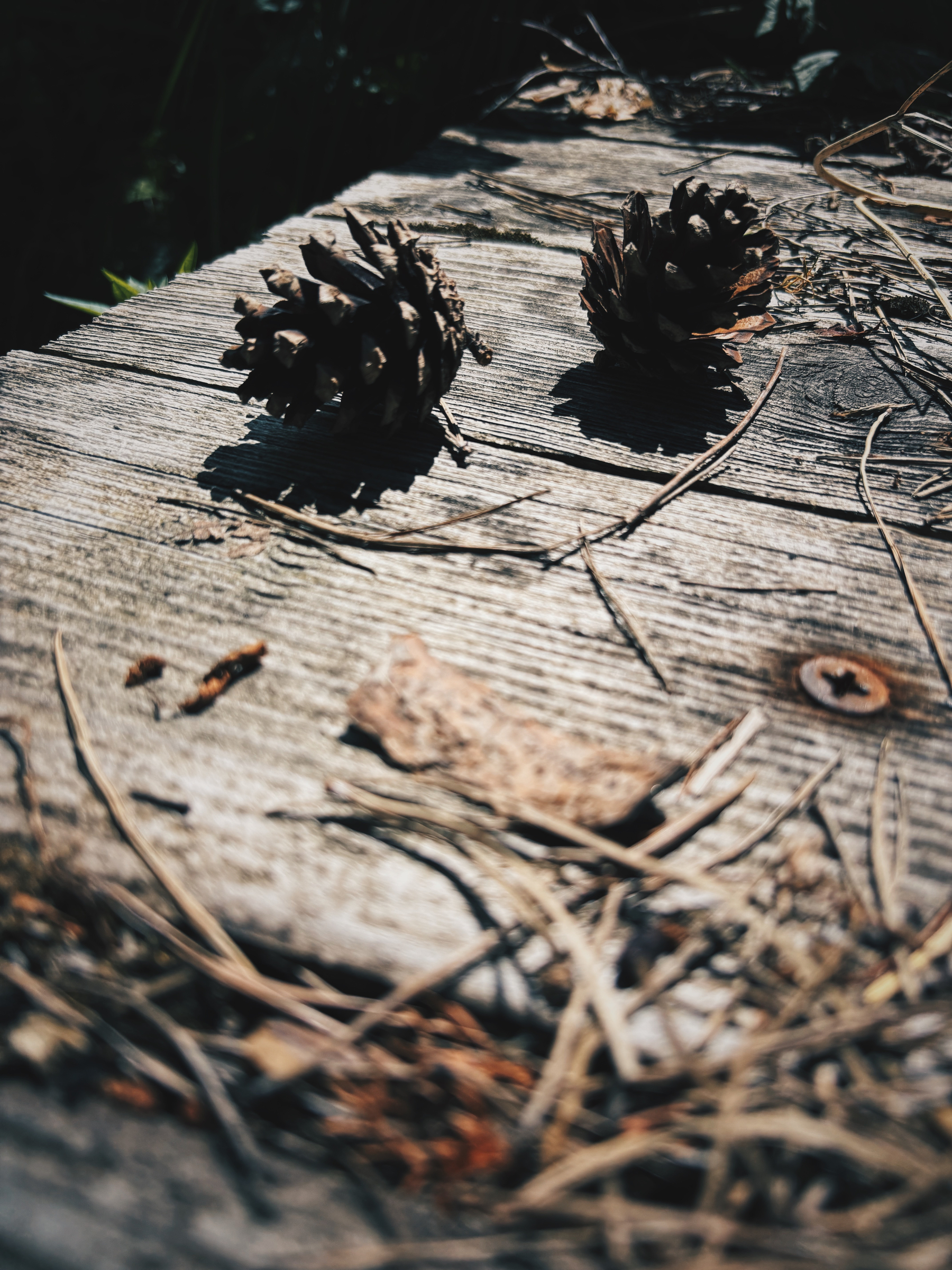 Two pine cones along with dry twigs and leaves rest on a weathered wooden surface under sunlight.