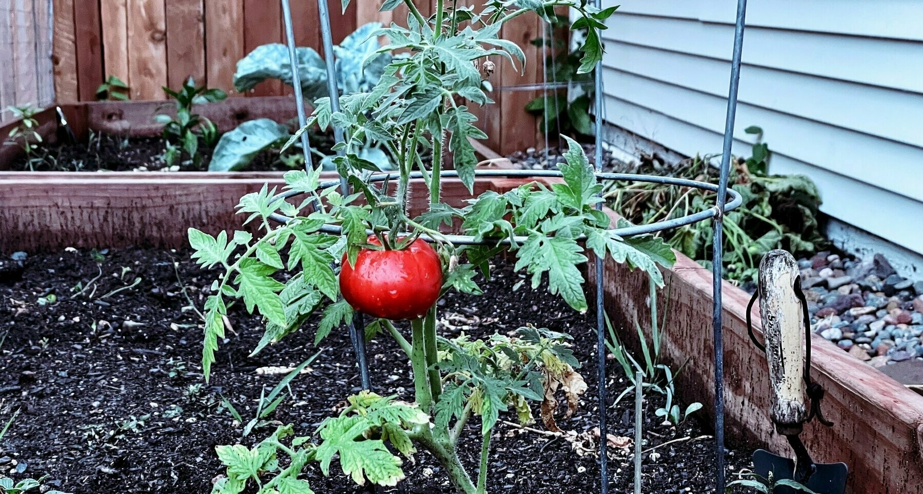bright-red-tomato-in-garden.jpeg