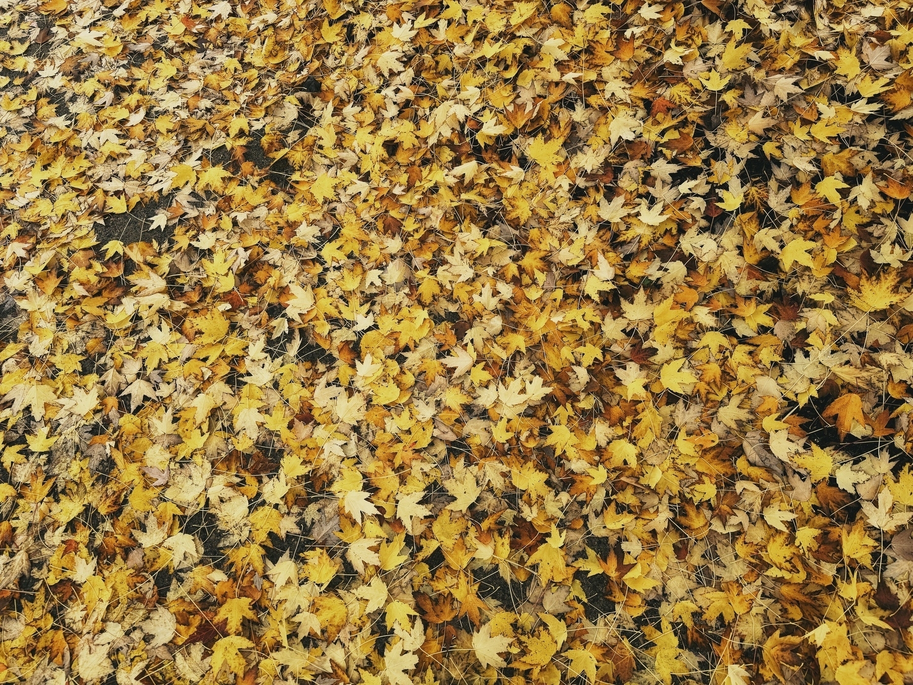 Yellow leaves scattered all over the ground in a dense mess