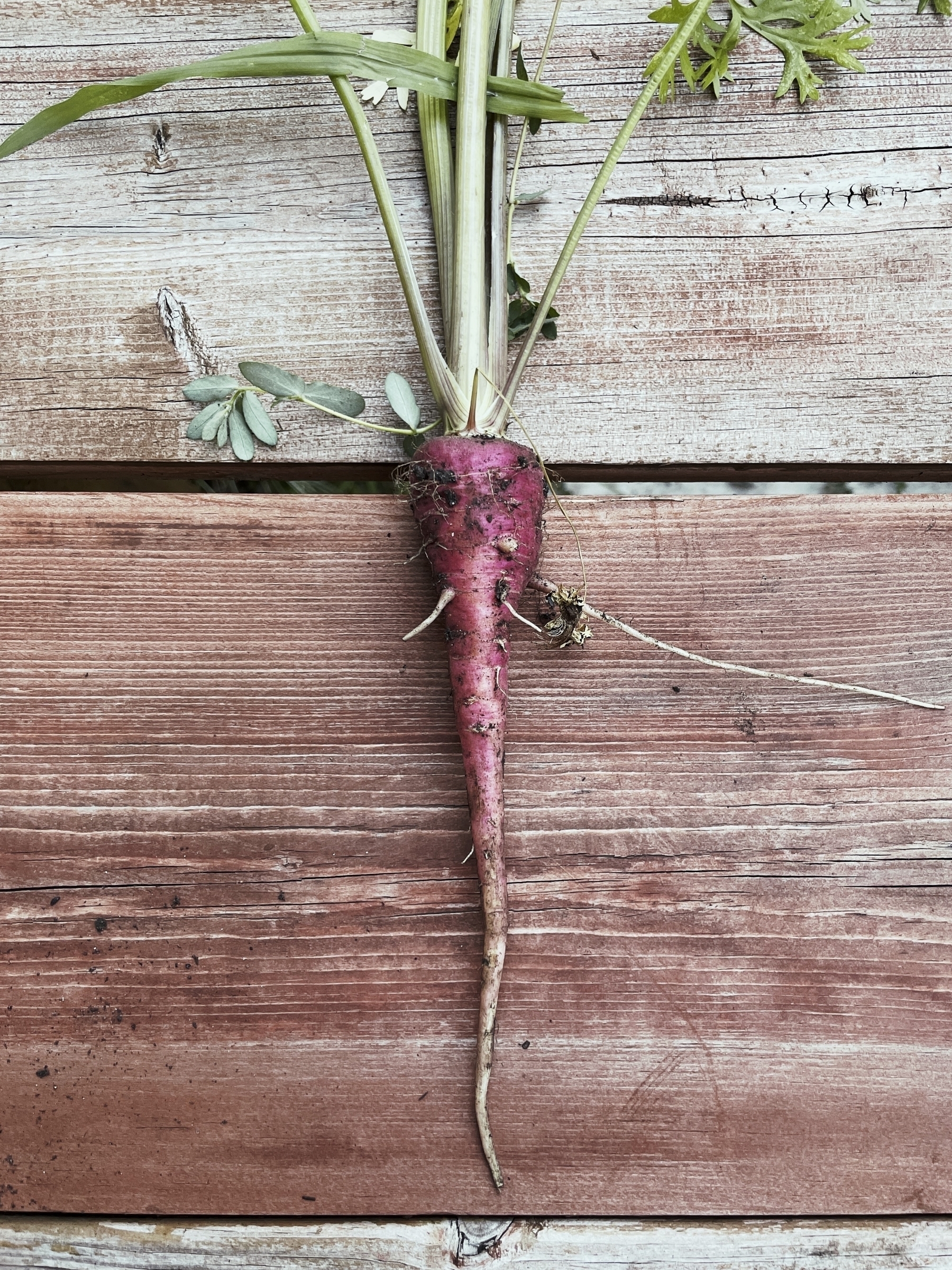 A strange looking carrot from the garden