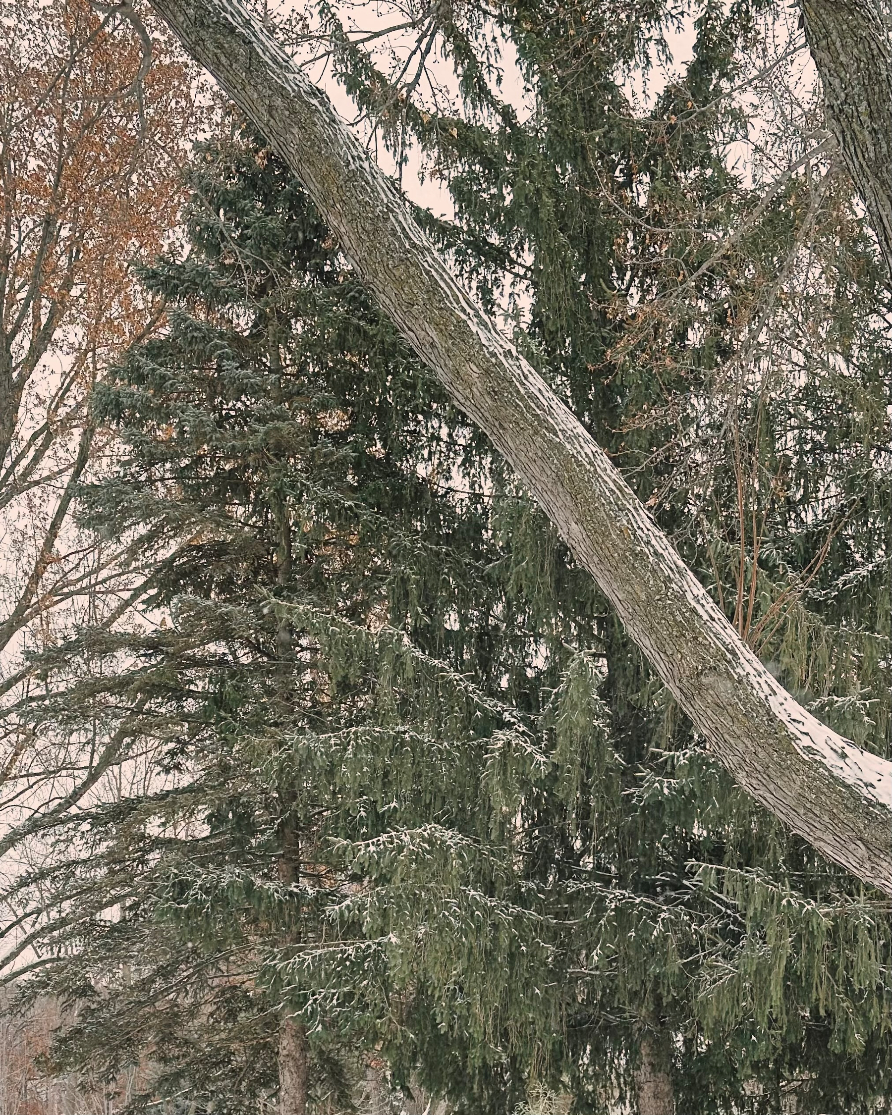 Snow-covered trees create a serene winter forest scene.