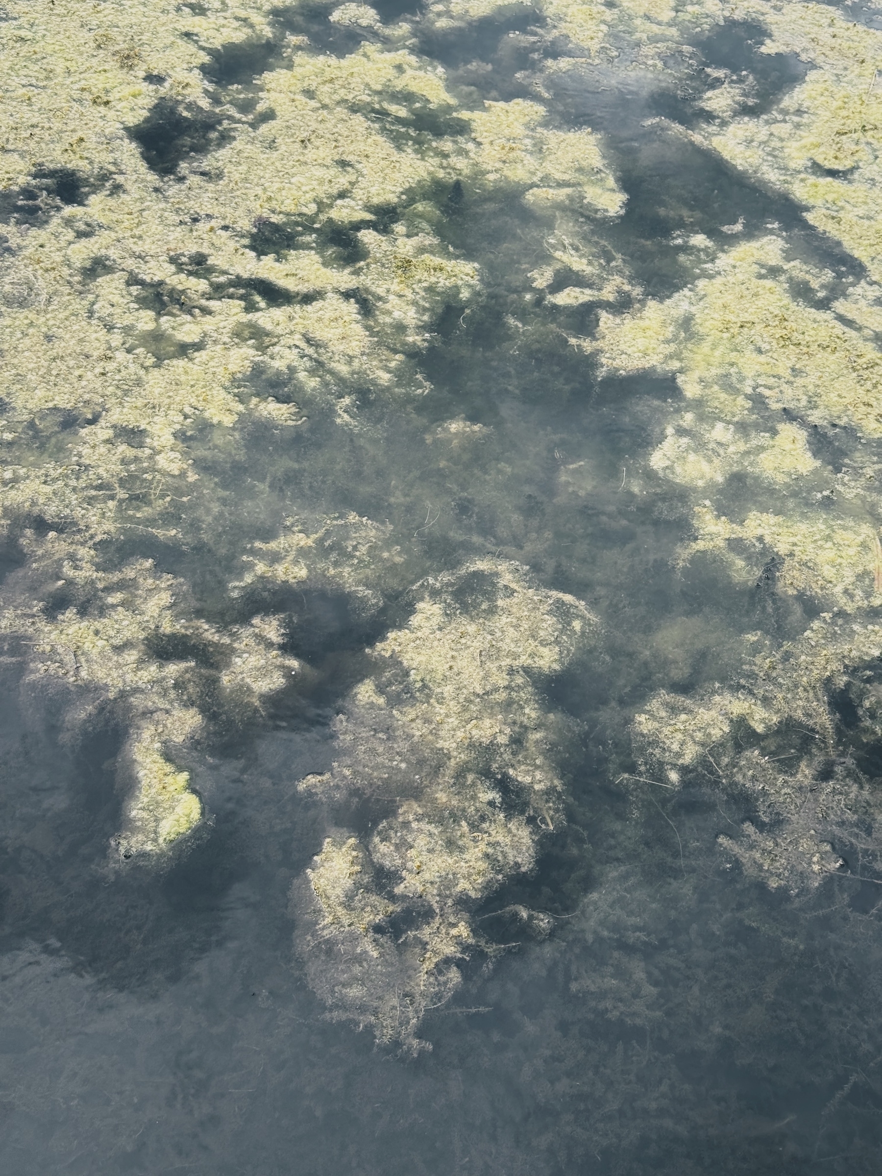 A body of water is covered with patches of algae and floating vegetation.