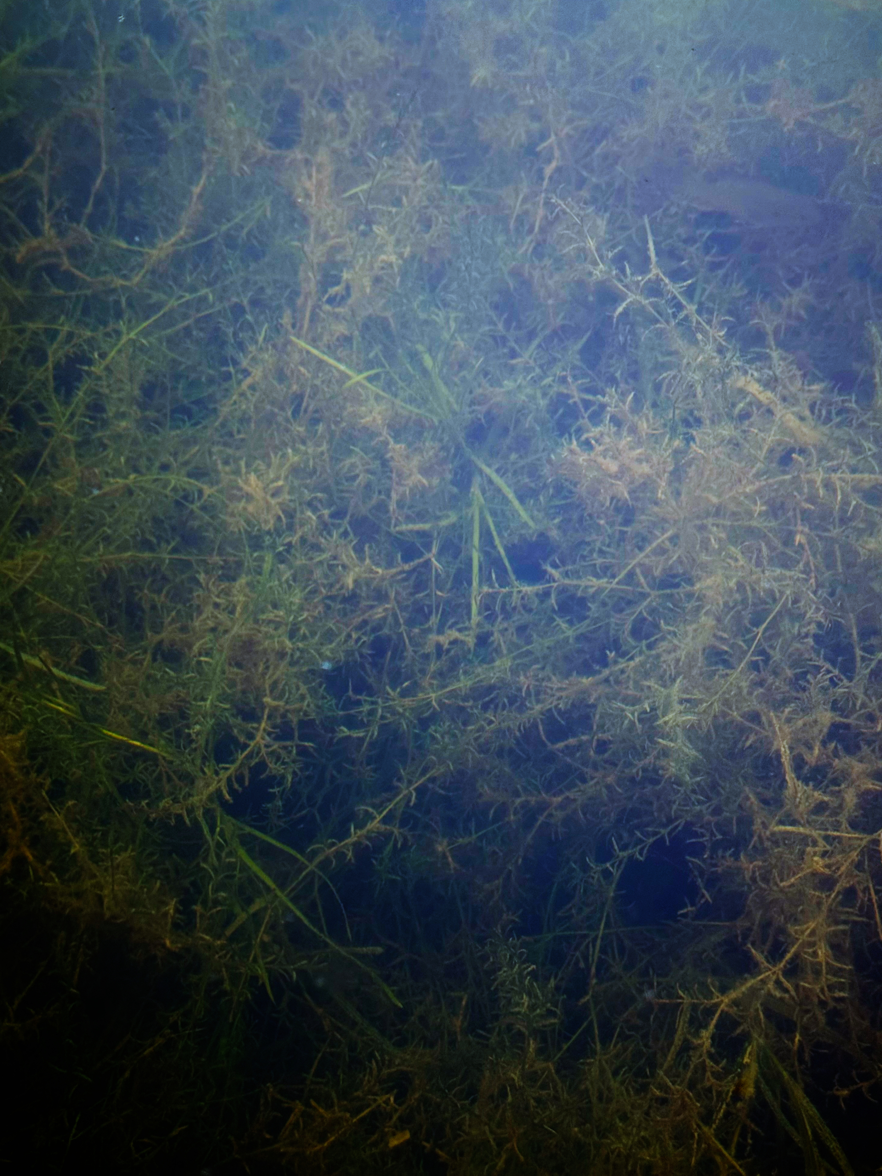 Aquatic plants and algae are visible beneath the water's surface.