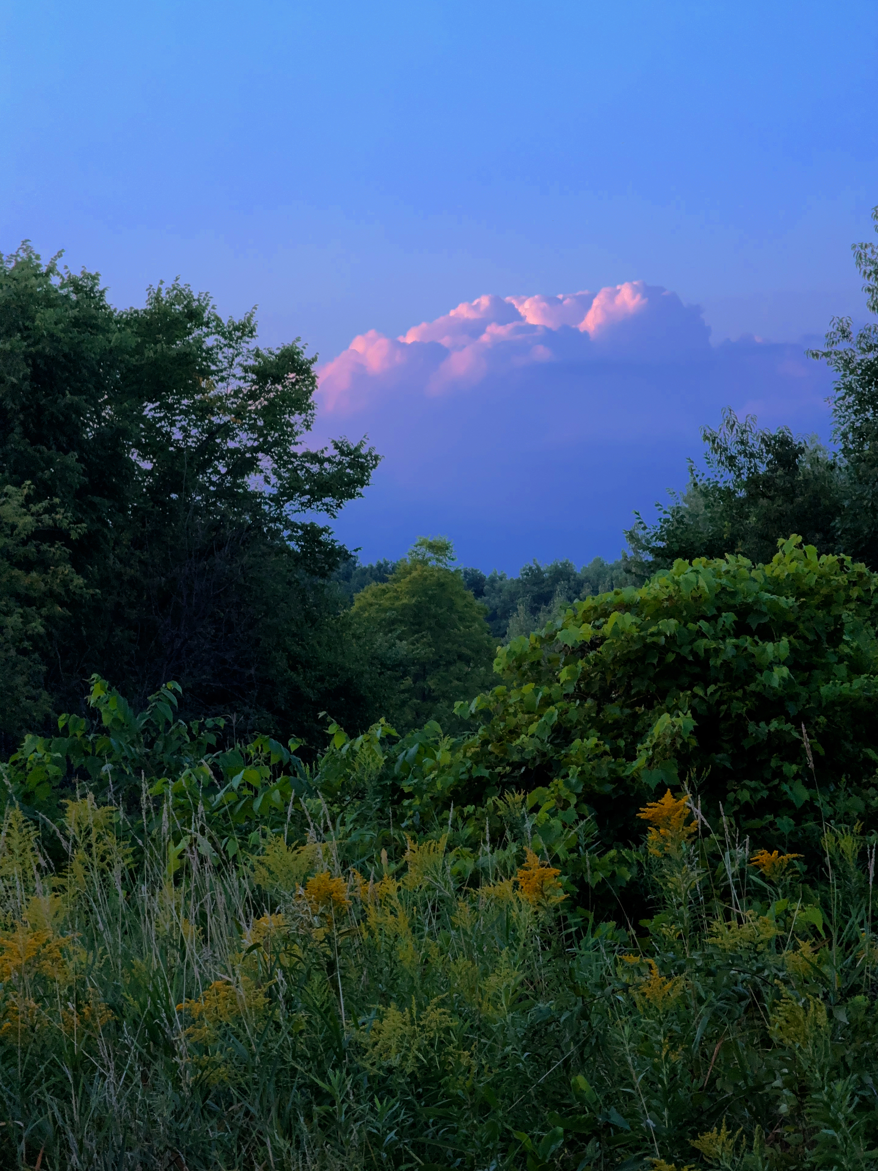 A lush green landscape with various trees and plants is set against a backdrop of a soft pink cloud under a clear blue sky.