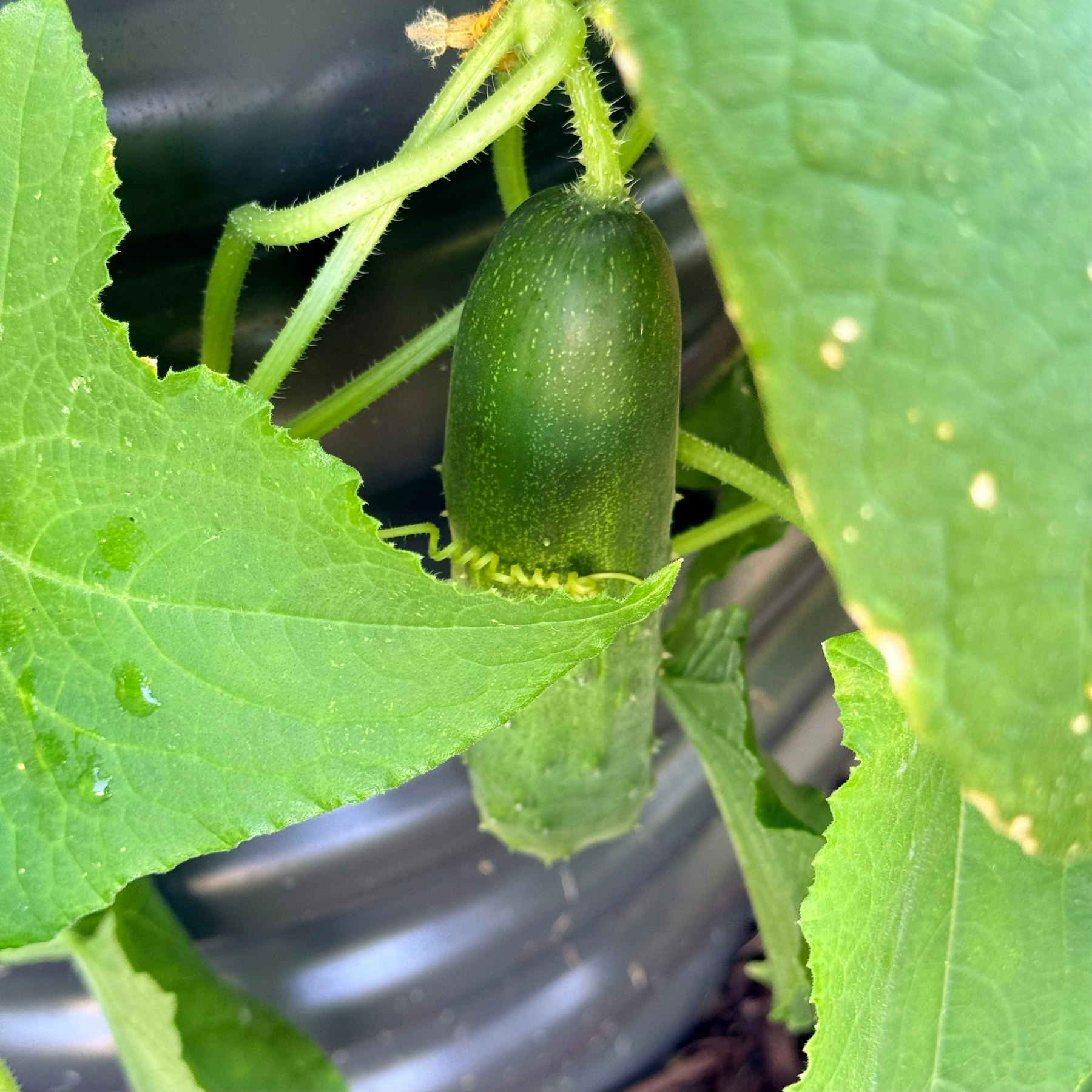 A small green cucumber is growing on a vine surrounded by large green leaves.