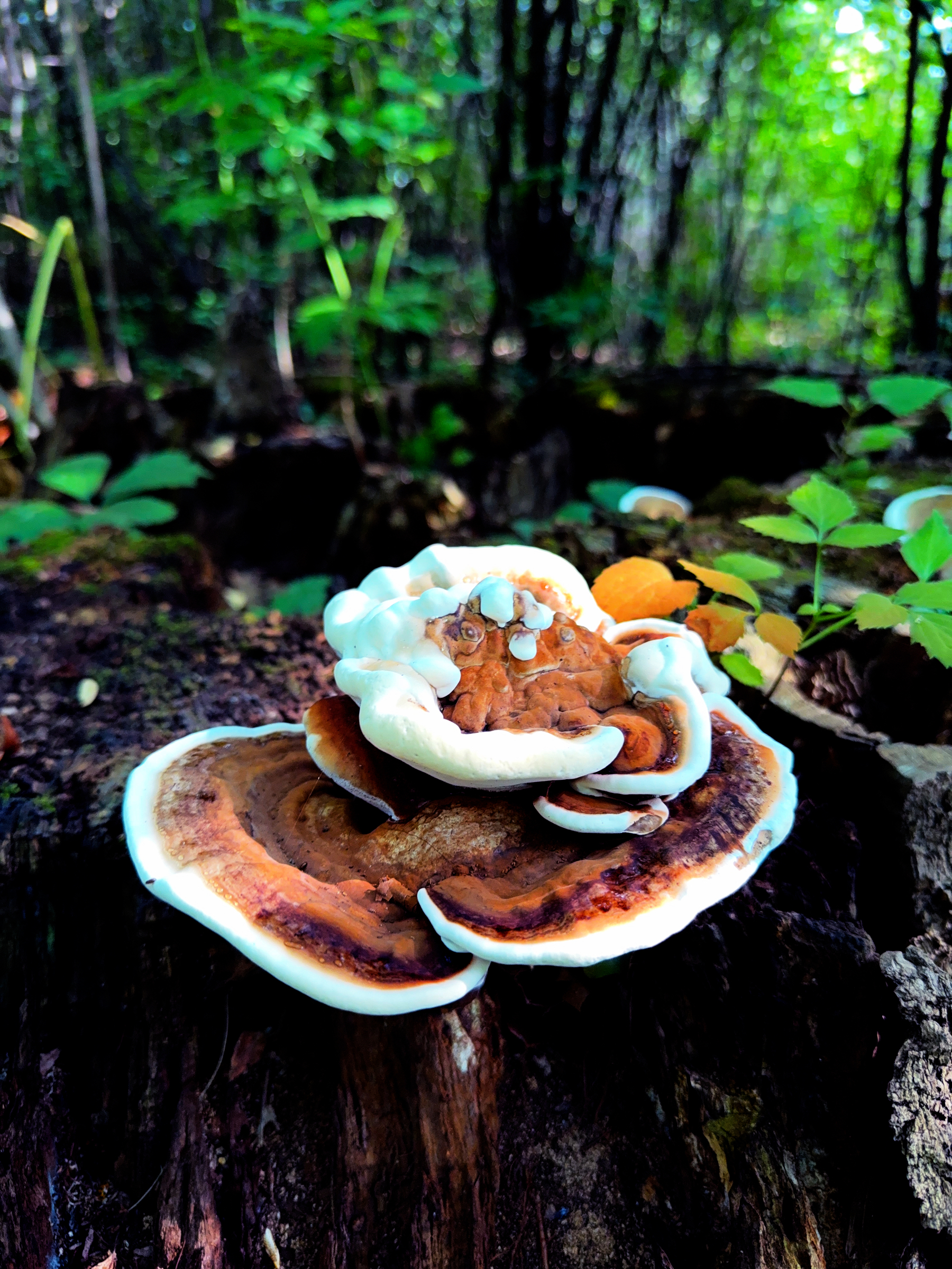 A cluster of shelf fungi with white edges grows on a decaying tree stump in a wooded setting.