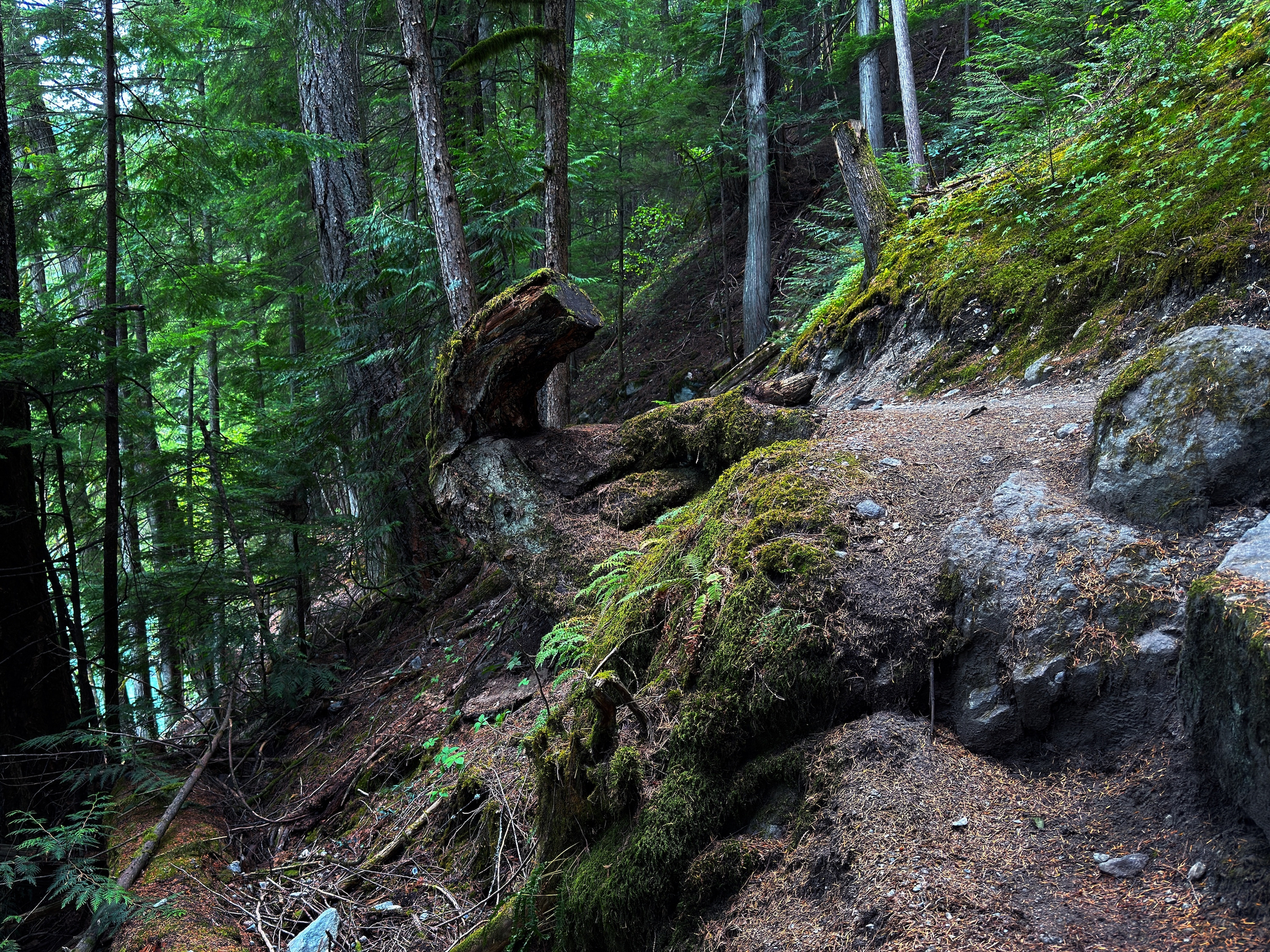 A forest trail winds through tall trees and moss-covered rocks on a steep hillside.