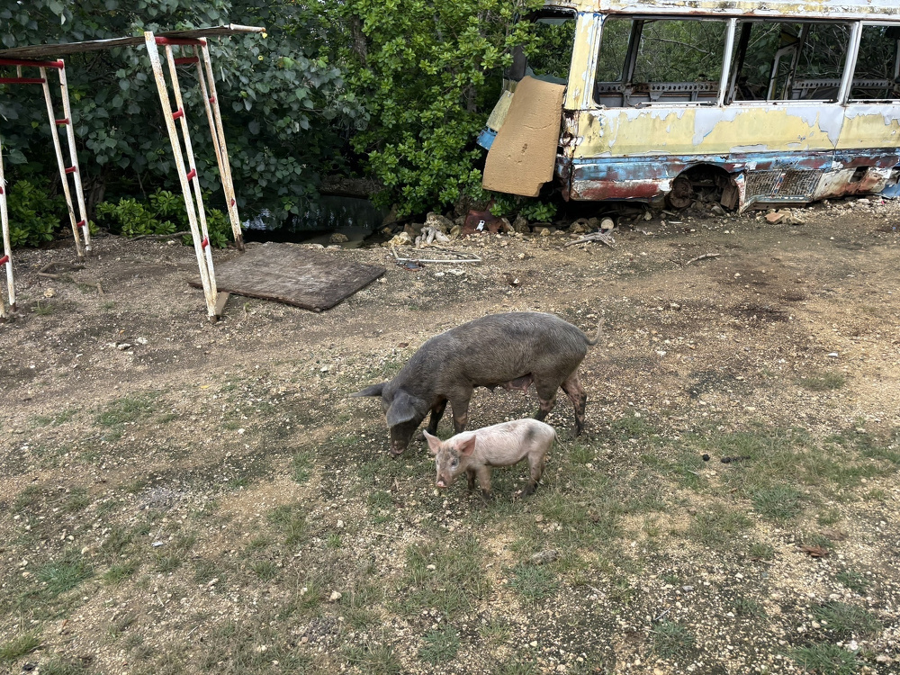 A pig and a piglet are grazing near a dilapidated bus and some metal frames in a grassy area.