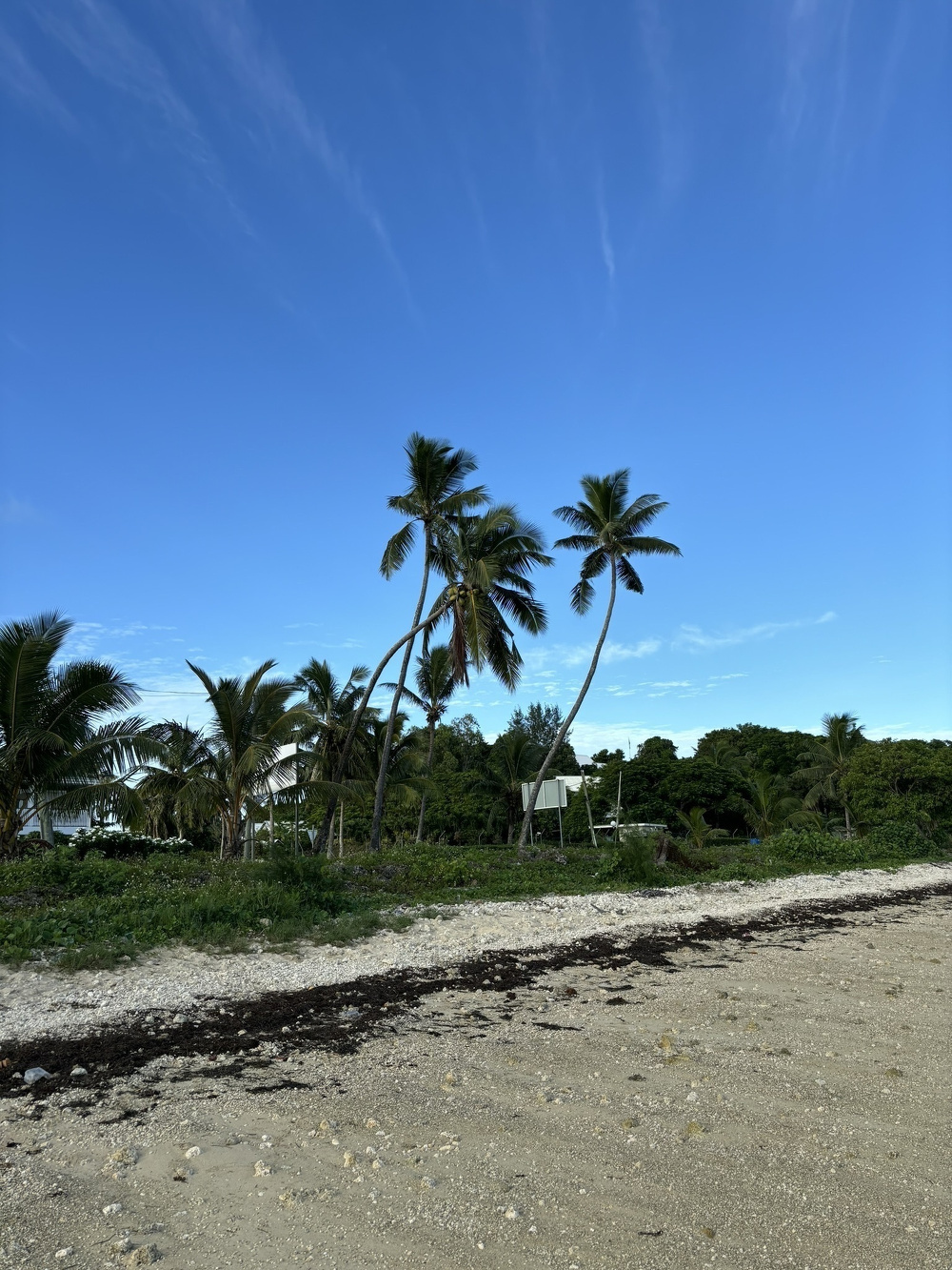 Tall palm trees and lush greenery line a sandy beach under a clear blue sky.