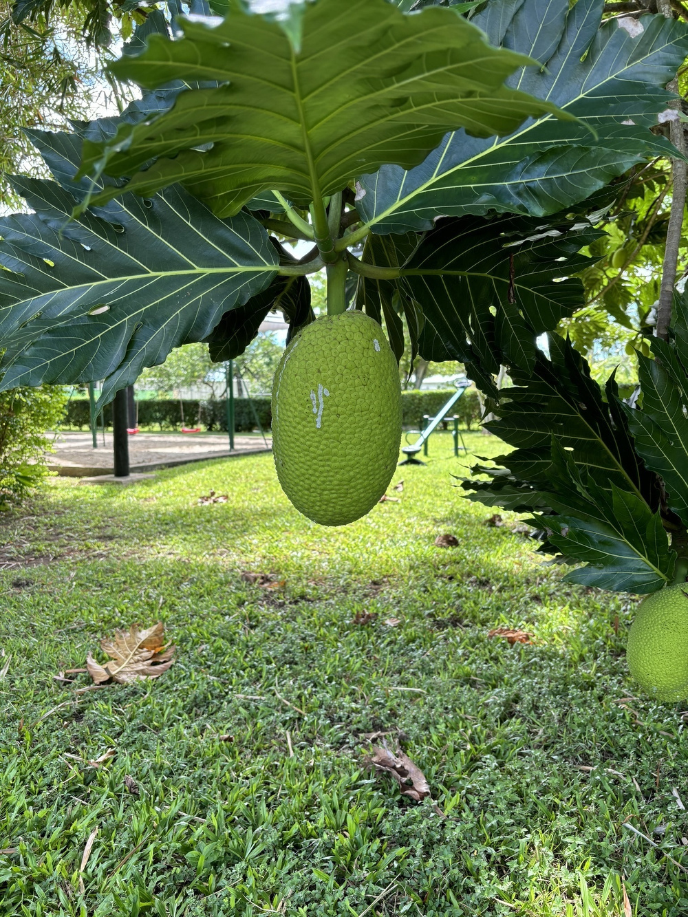 A breadfruit hangs from a leafy tree surrounded by grass and greenery.